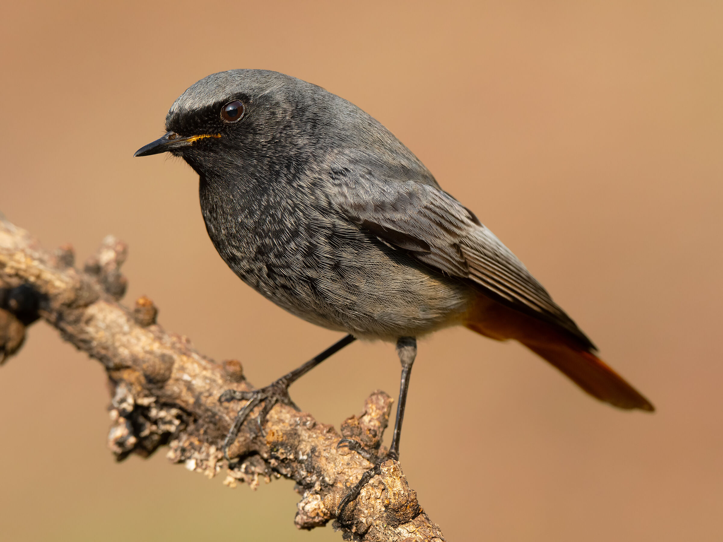 Black redstart