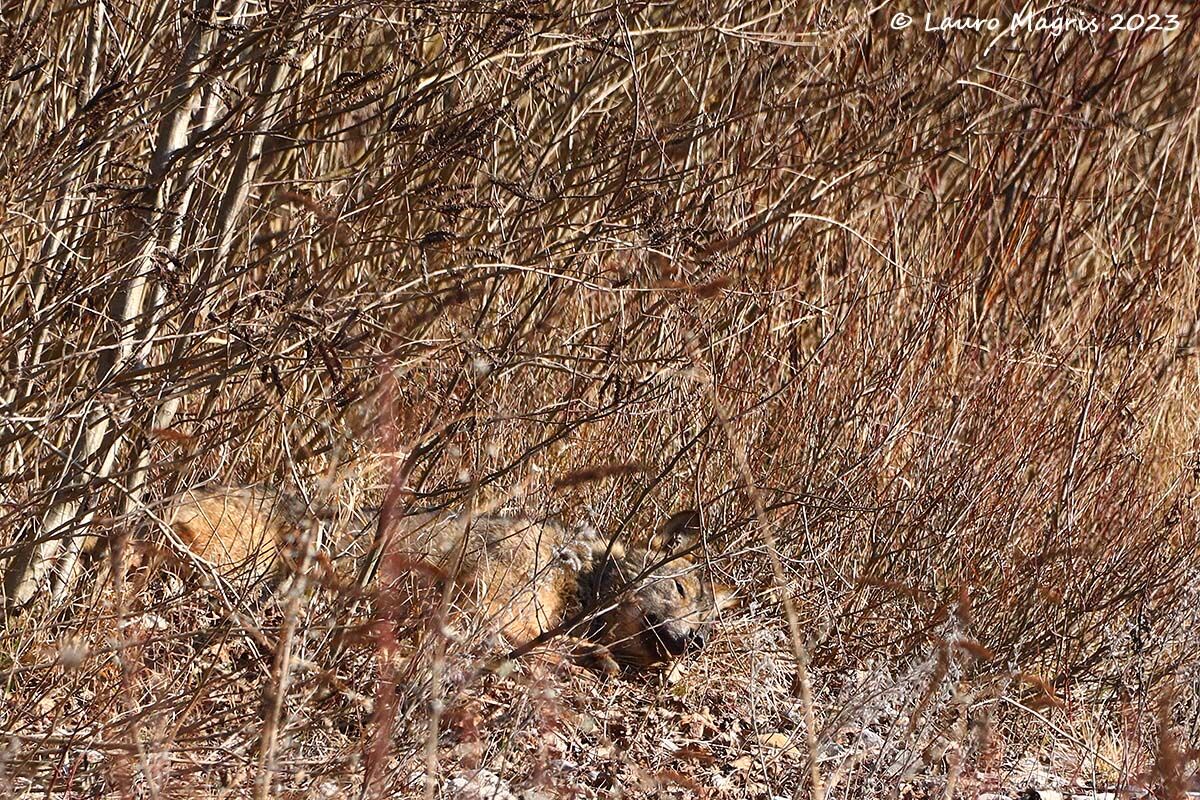 Sognando sotti i tiepidi raggi solari