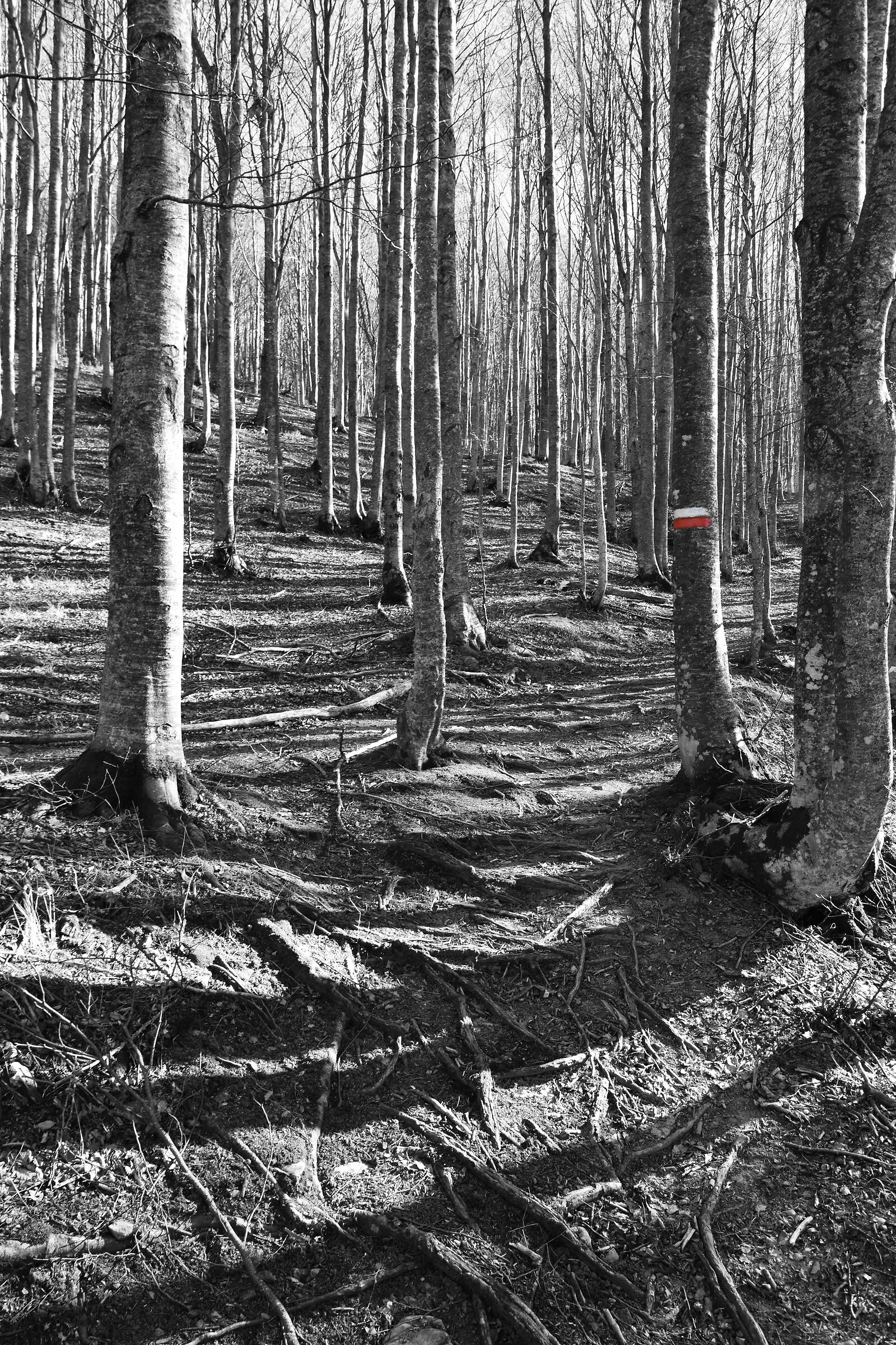 Black Lake Trail