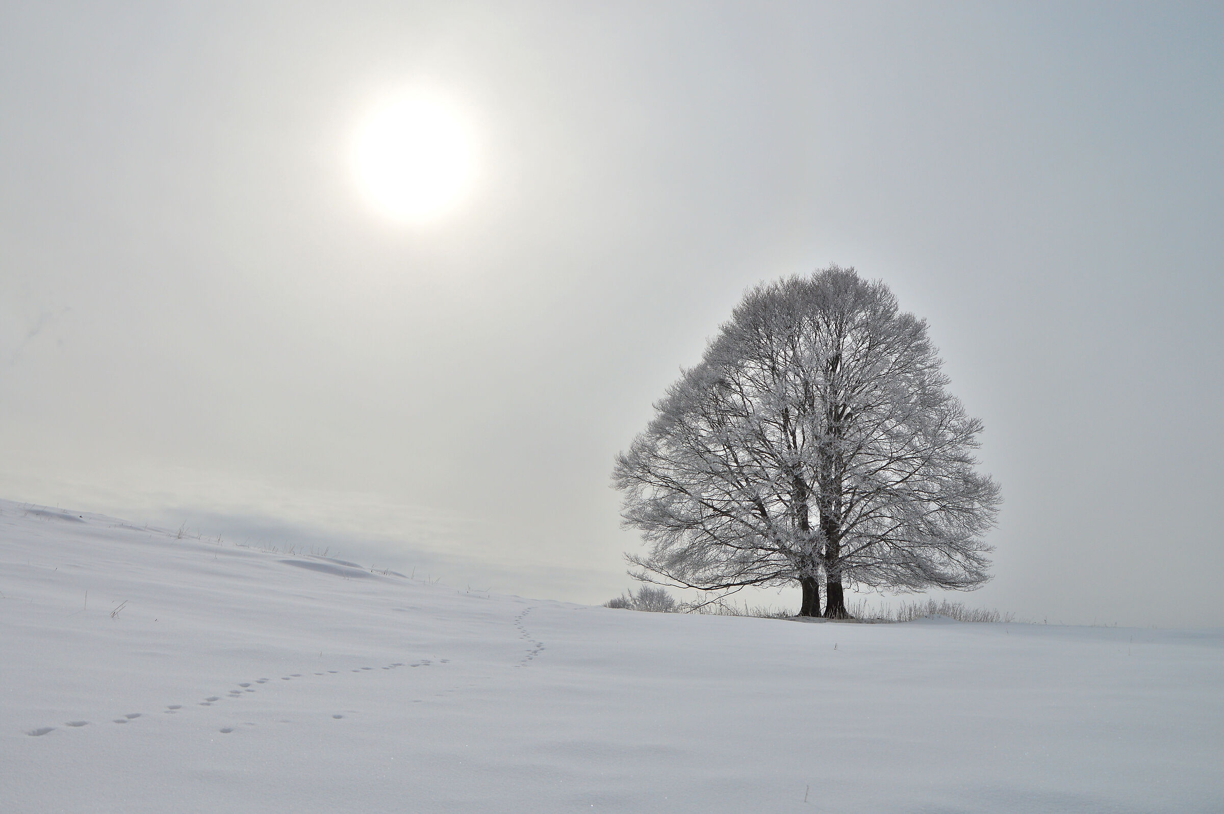 Twin beech trees