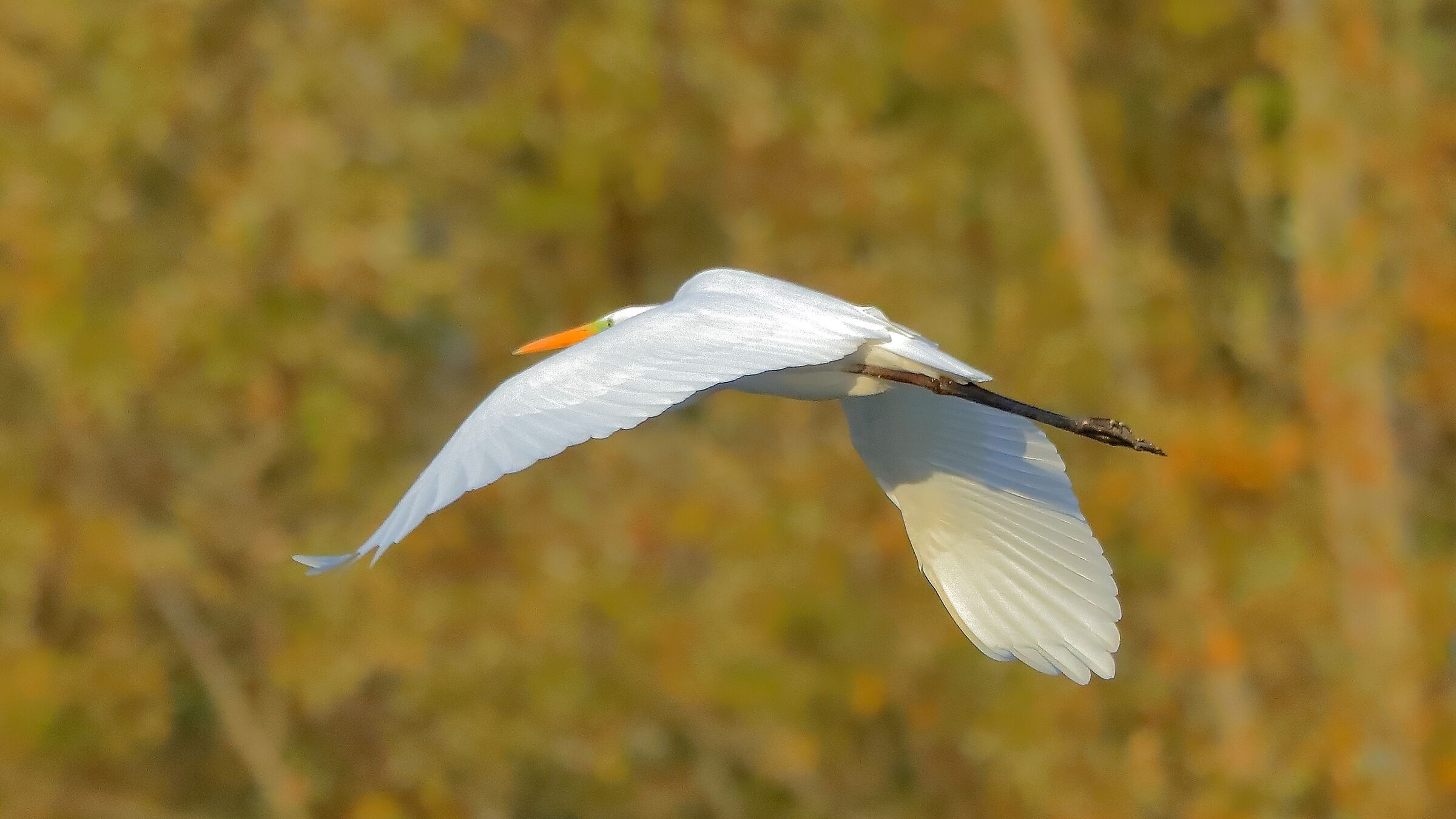 Airone BM 27-11-2022