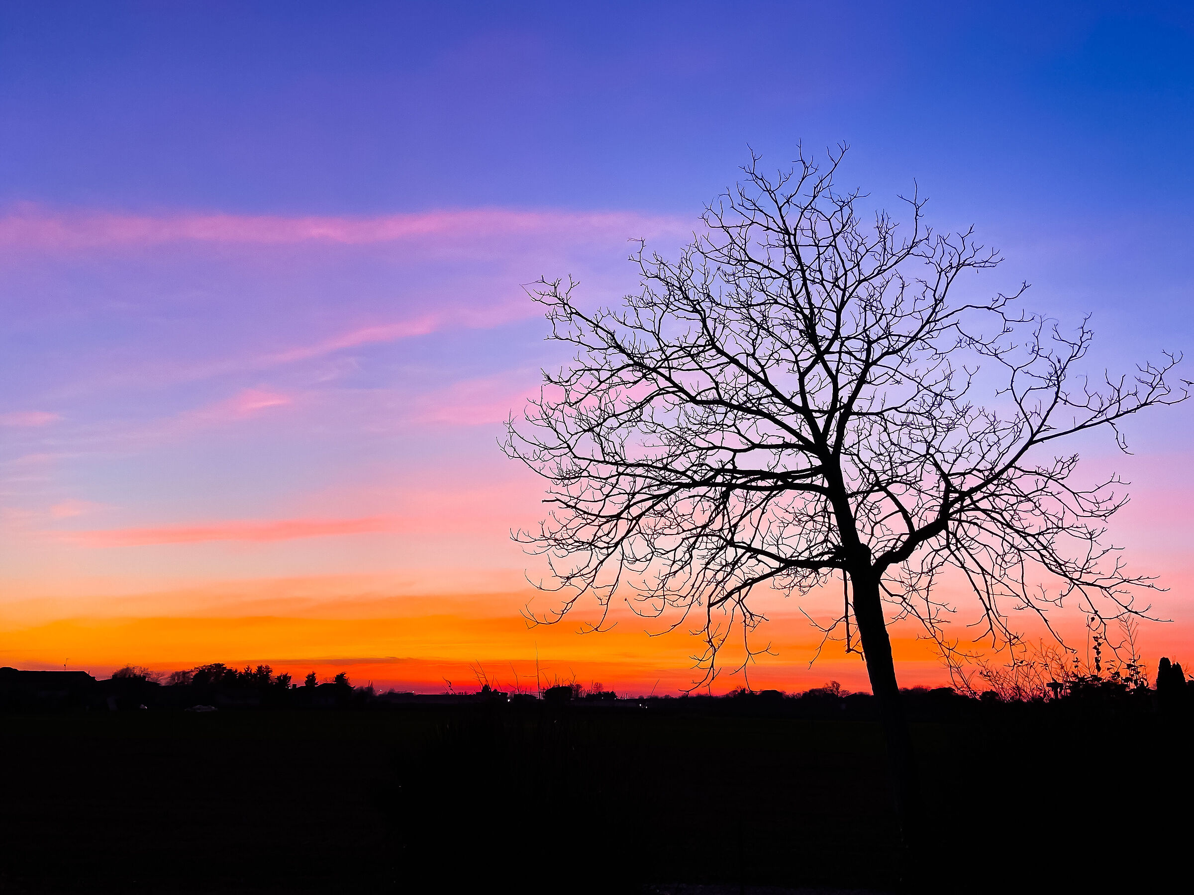 Albero al tramonto