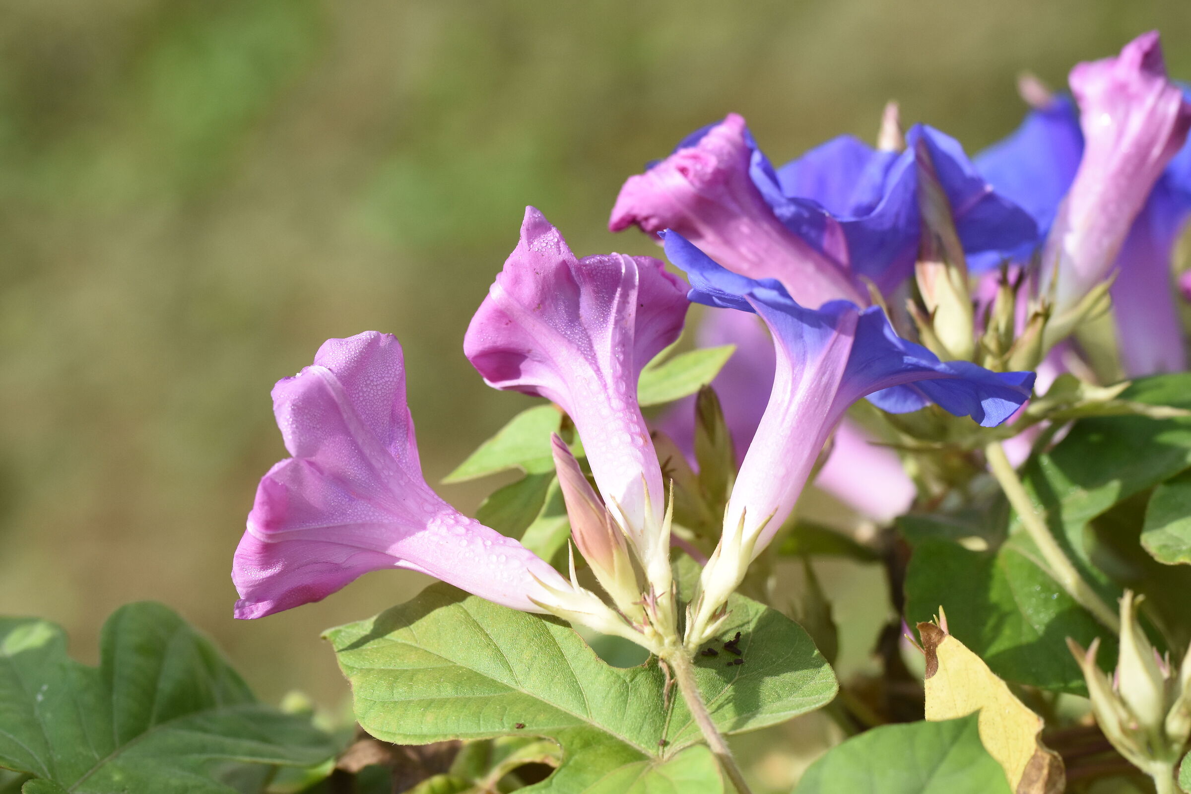 " F. 4 ", 1/ 8.0 0 0, ISO 1.0 0 0- Sigma 85, 1.4 A...