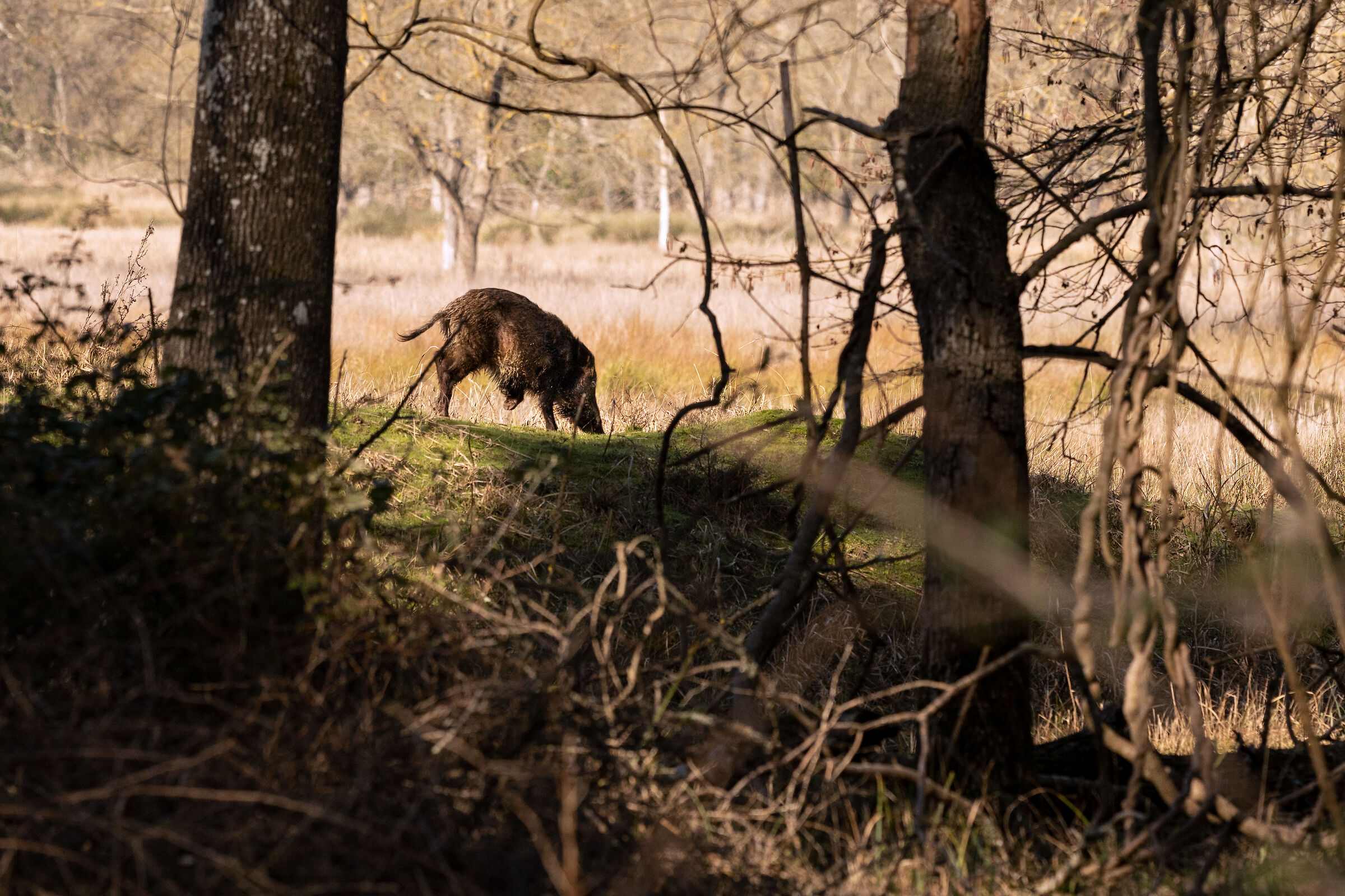 Wounded boar
