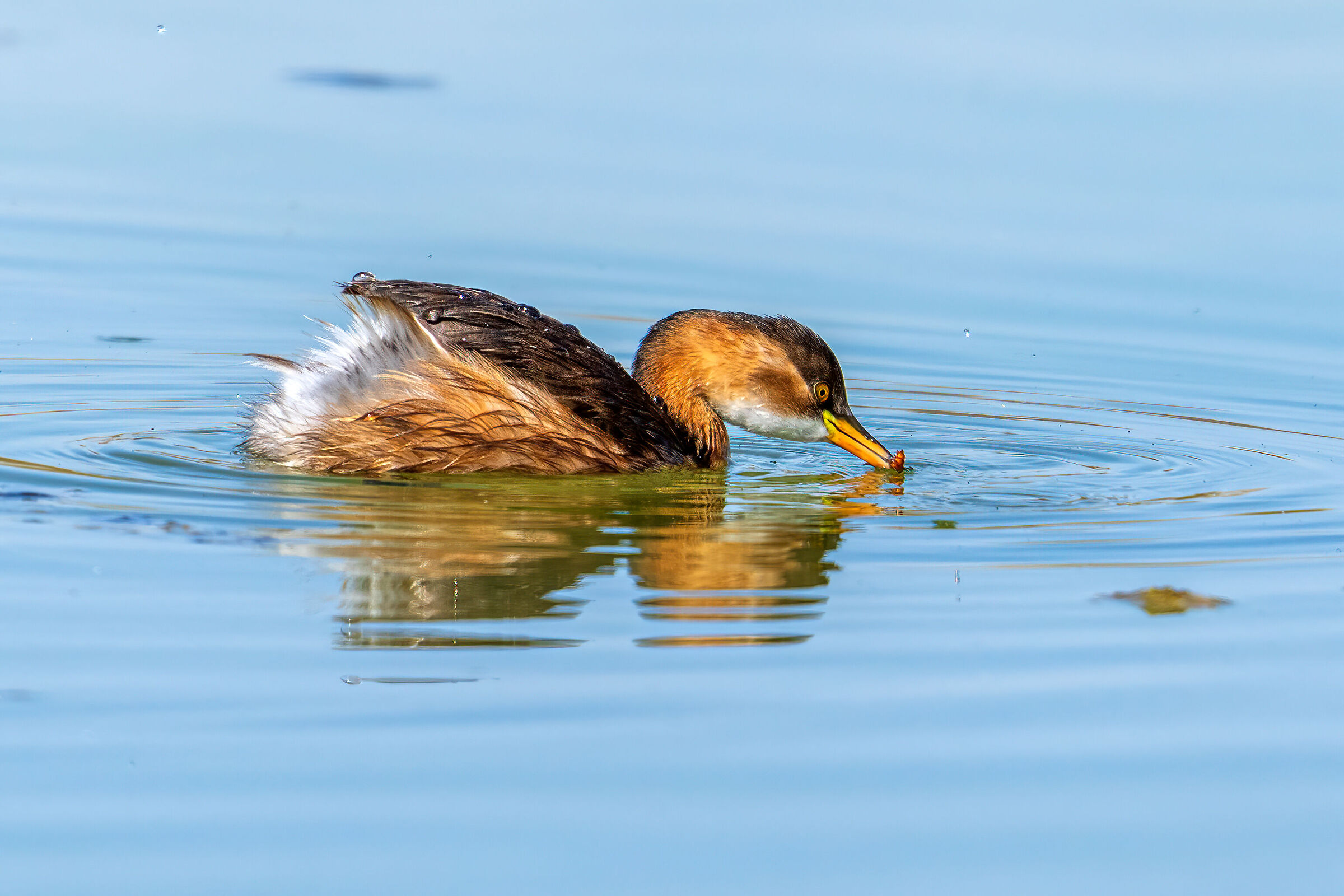 Tachybaptus ruficollis (Little grebe) with prey