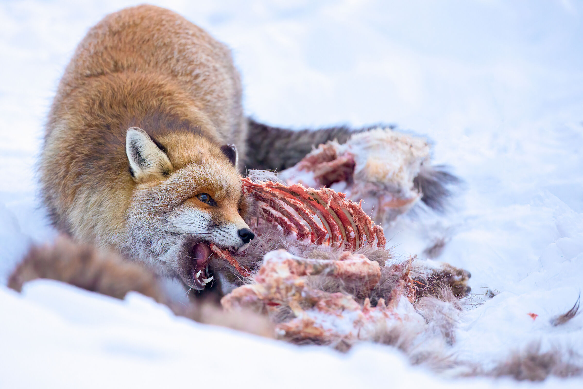 The Fox and the Carcass