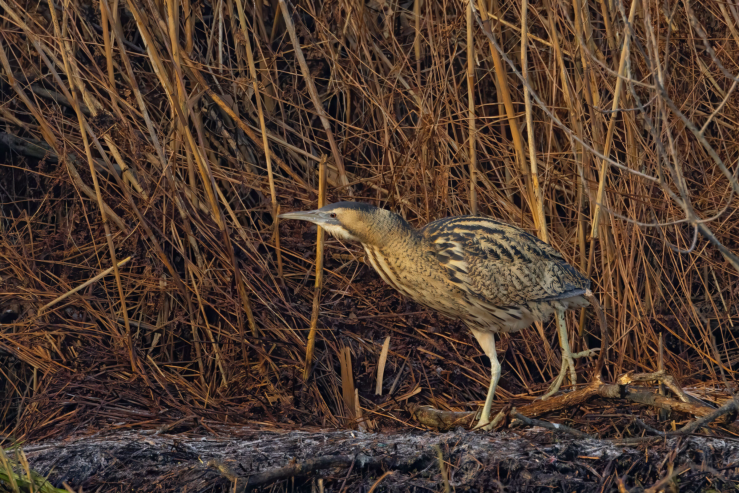 Incontri nel Parco del Mincio (mn)