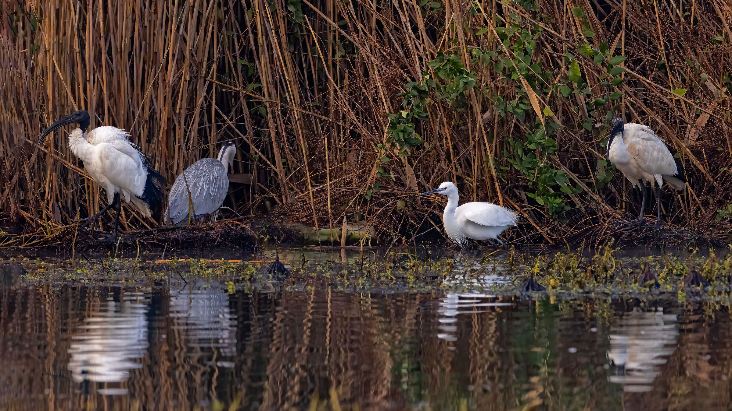 La variegata avifauna nel Parco del Mincio (mn)