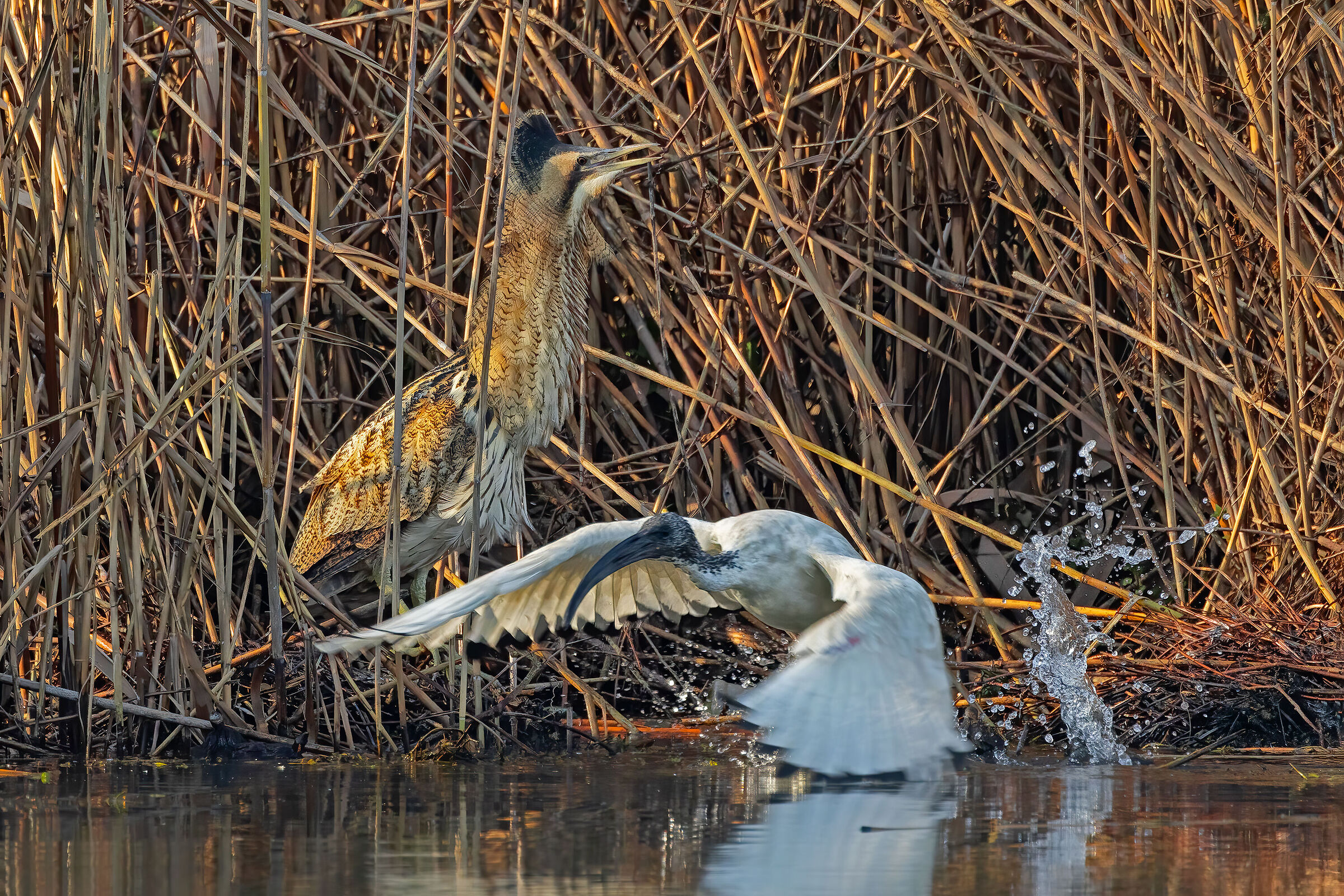 Incontri nel Parco del Mincio (mn)
