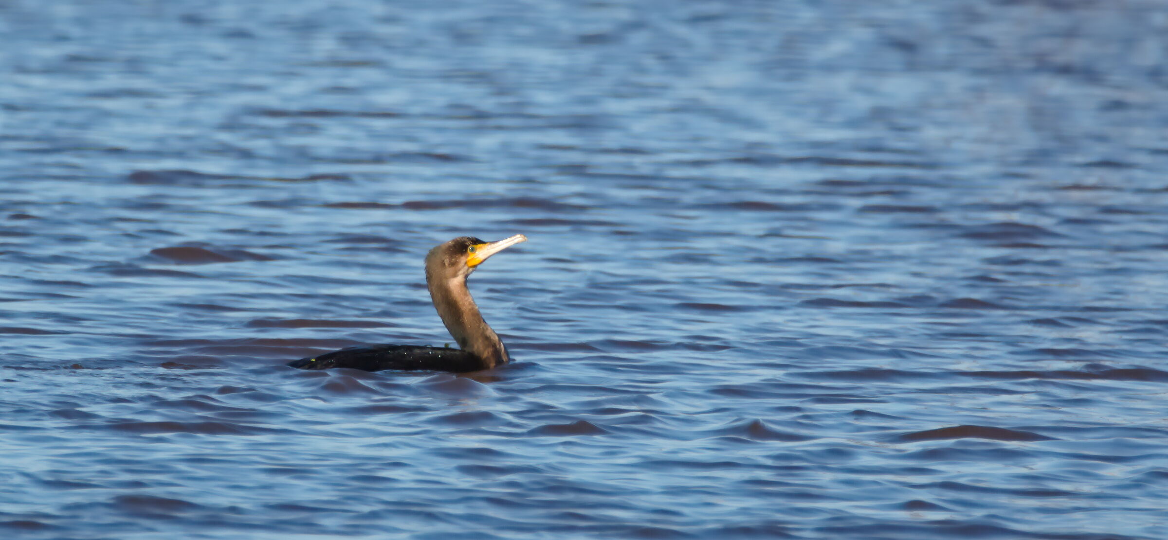 Cormorano