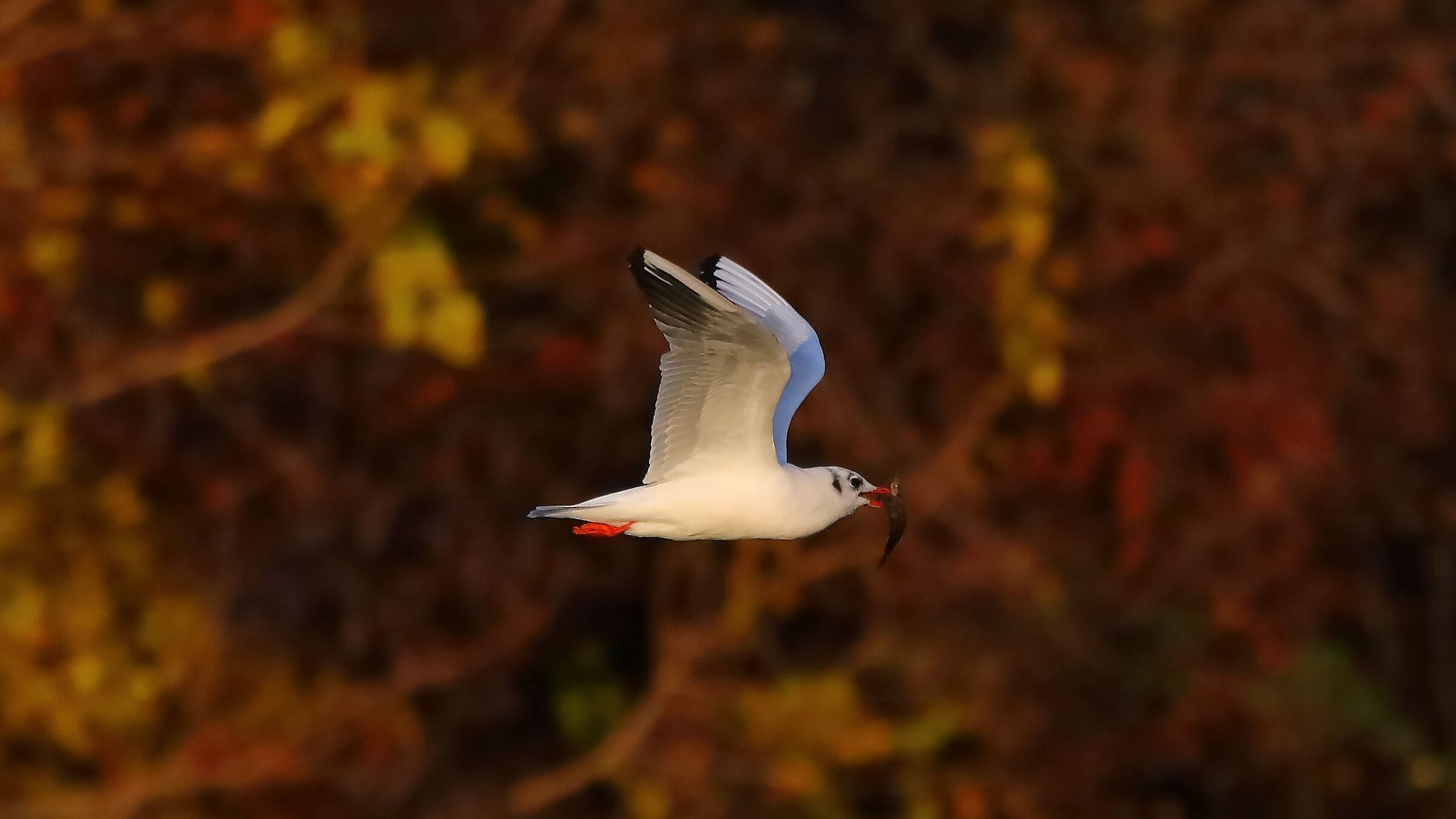 Gabbiano comune 27-11-2022