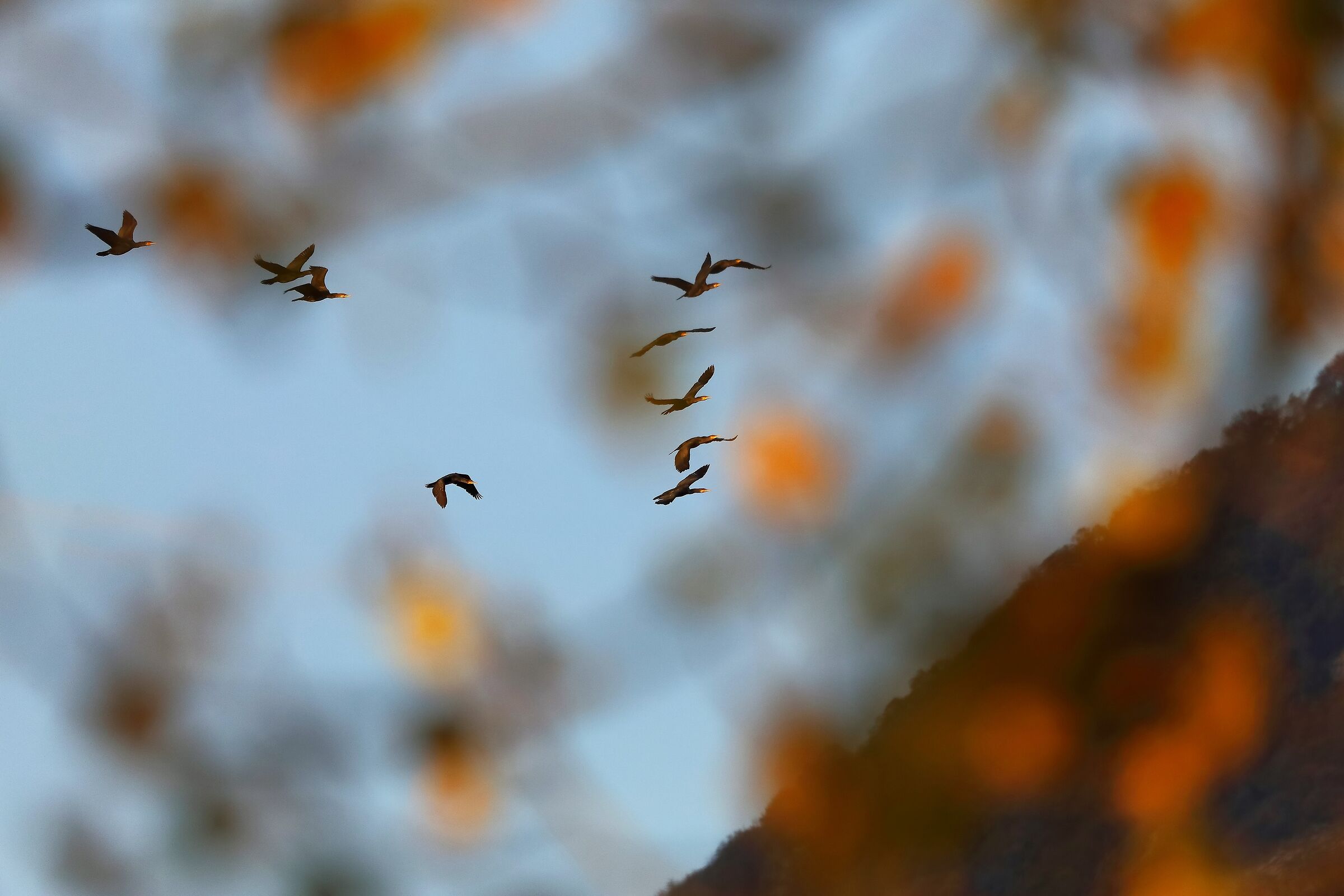 Cormorani 27-11-2022