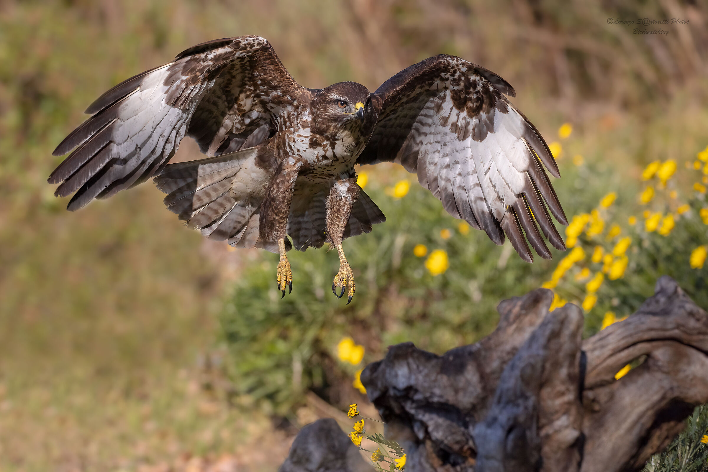 Poiana  del maghetto