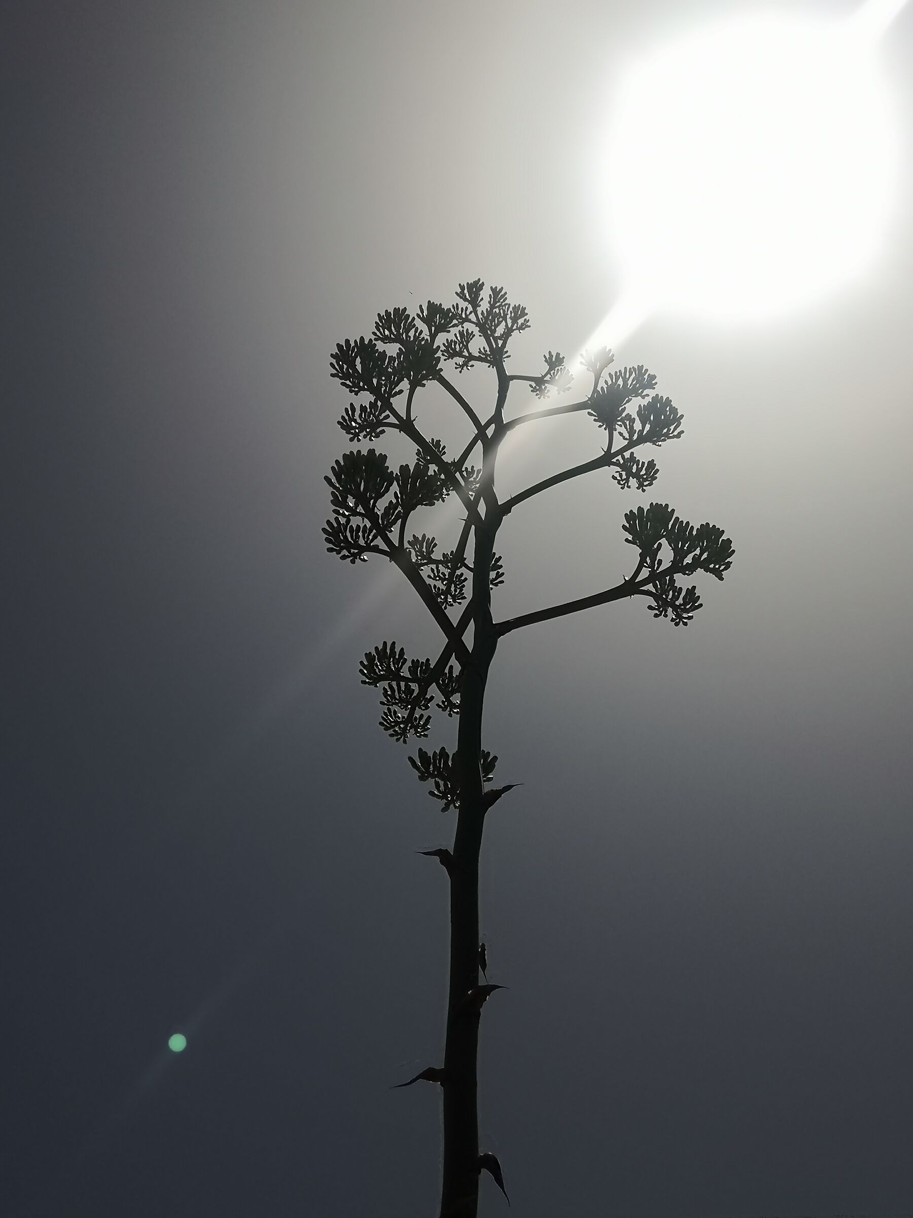 Fiore d'agave - Lampedusa