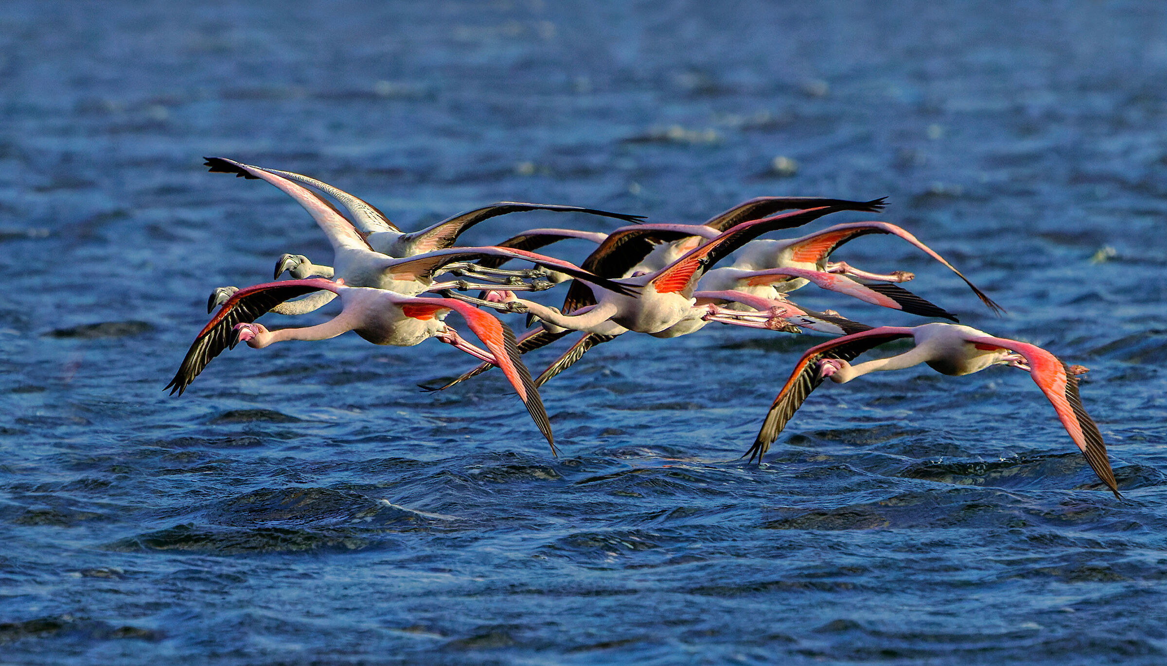 Flamingos on the lake