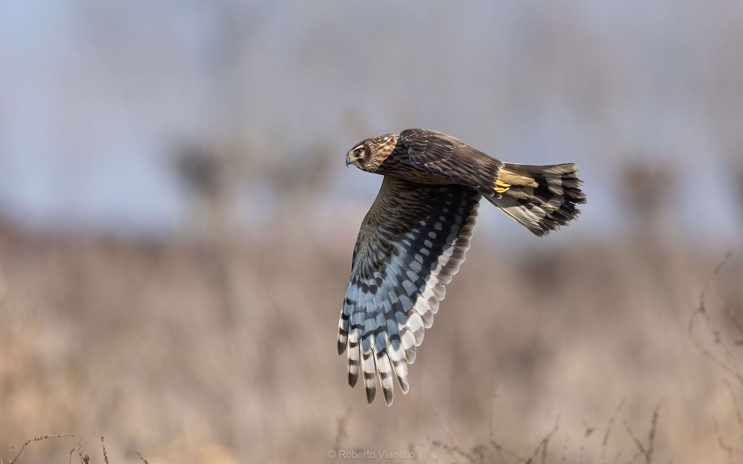 Albanella reale femmina (Circus cyaneus)