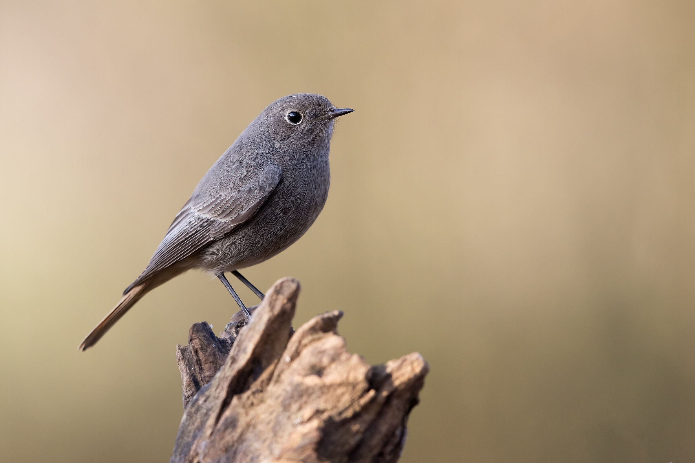 Codirosso spazzacamino