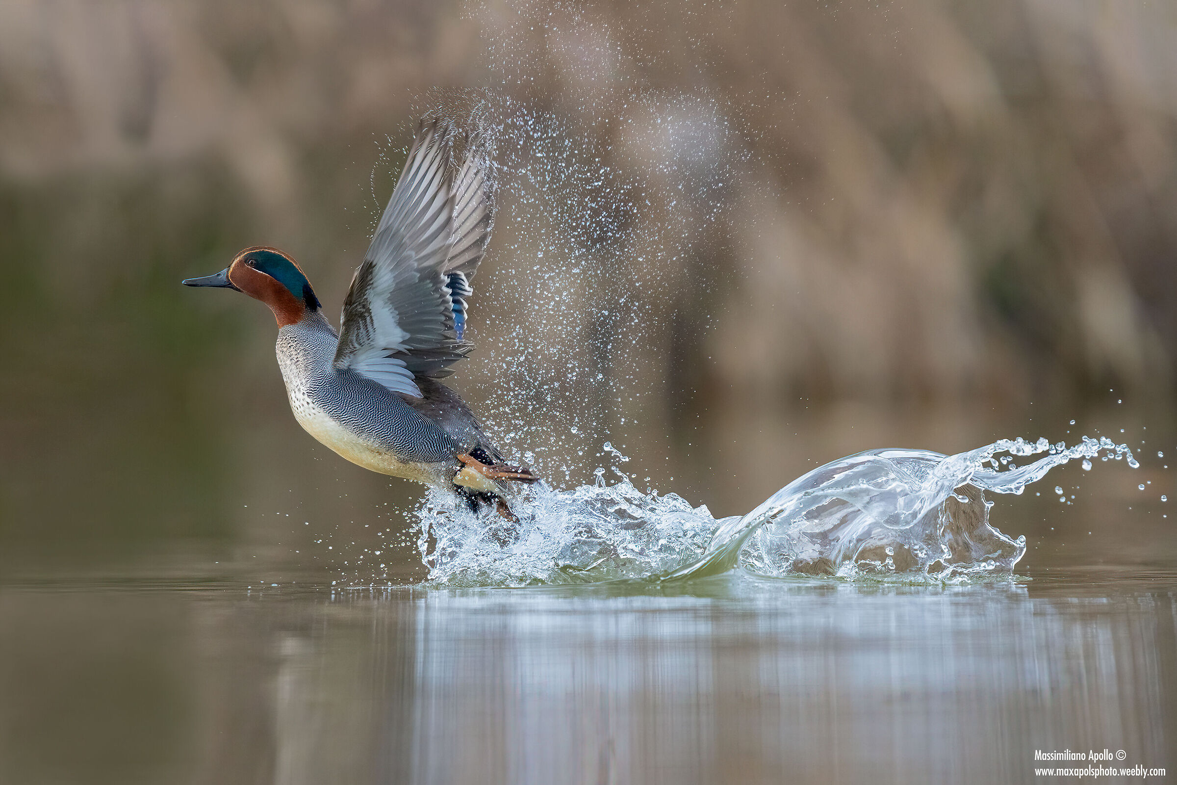 " raises... Fly!! "