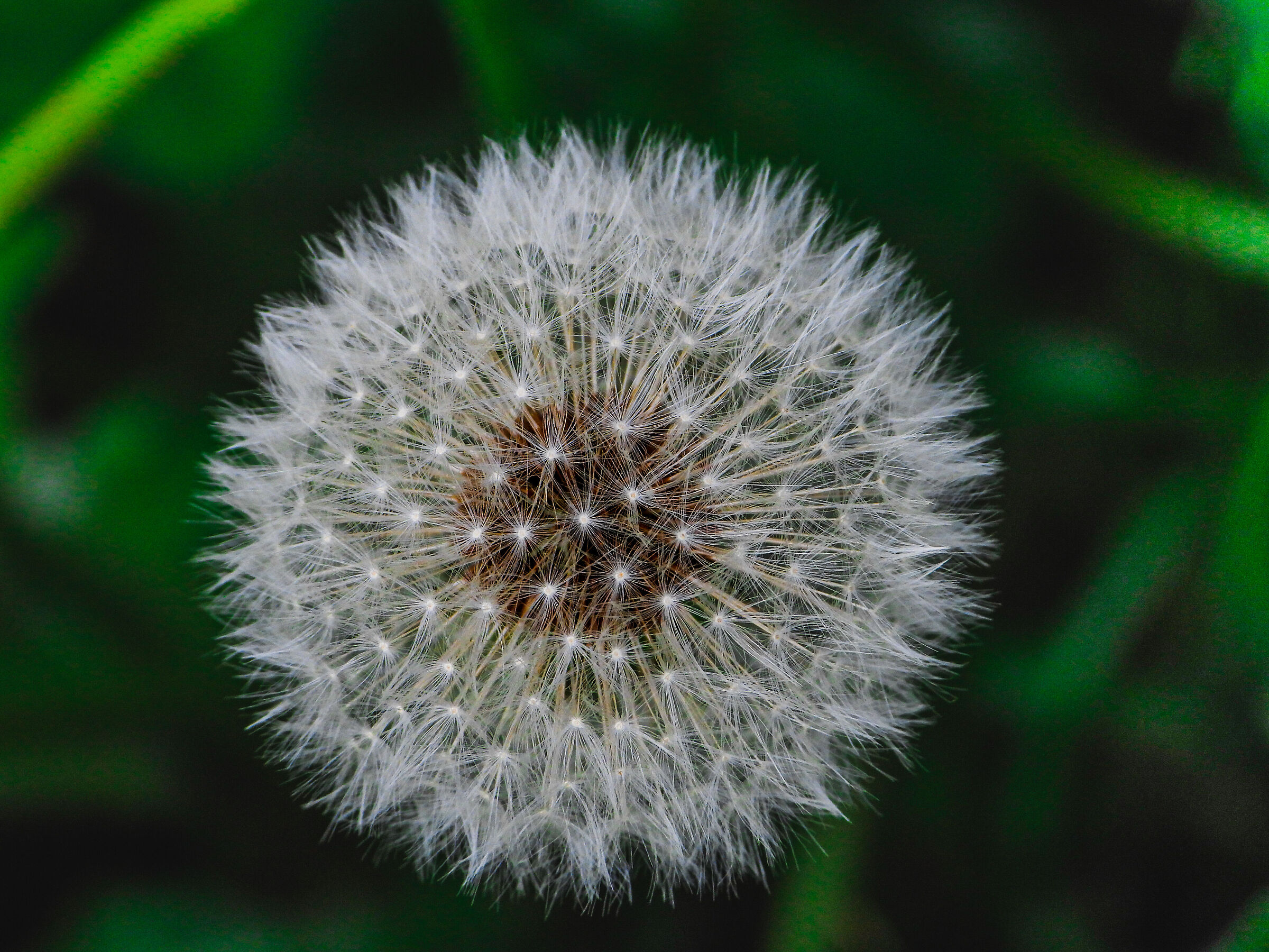 Dandelion