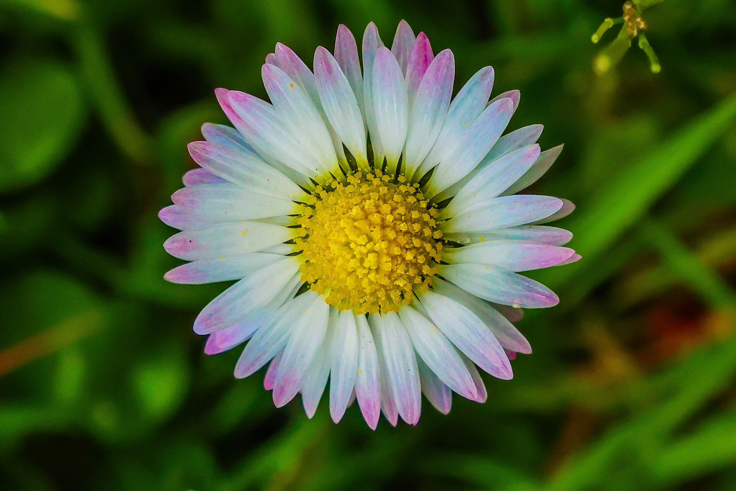 Margherita