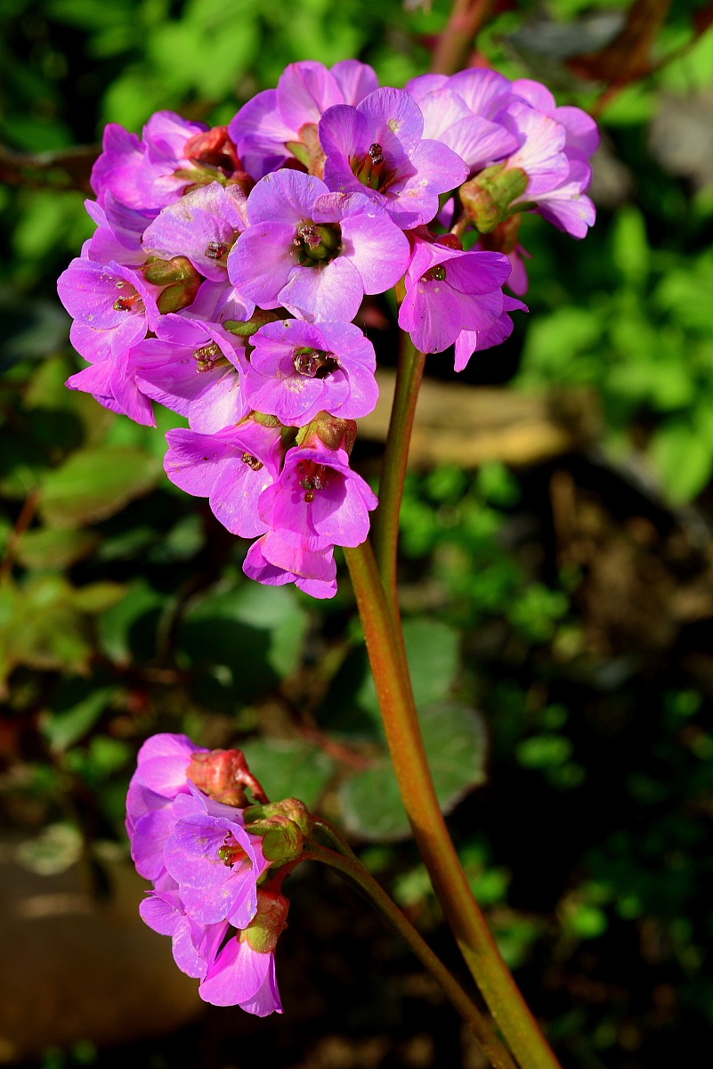 Primo scatto con d7100