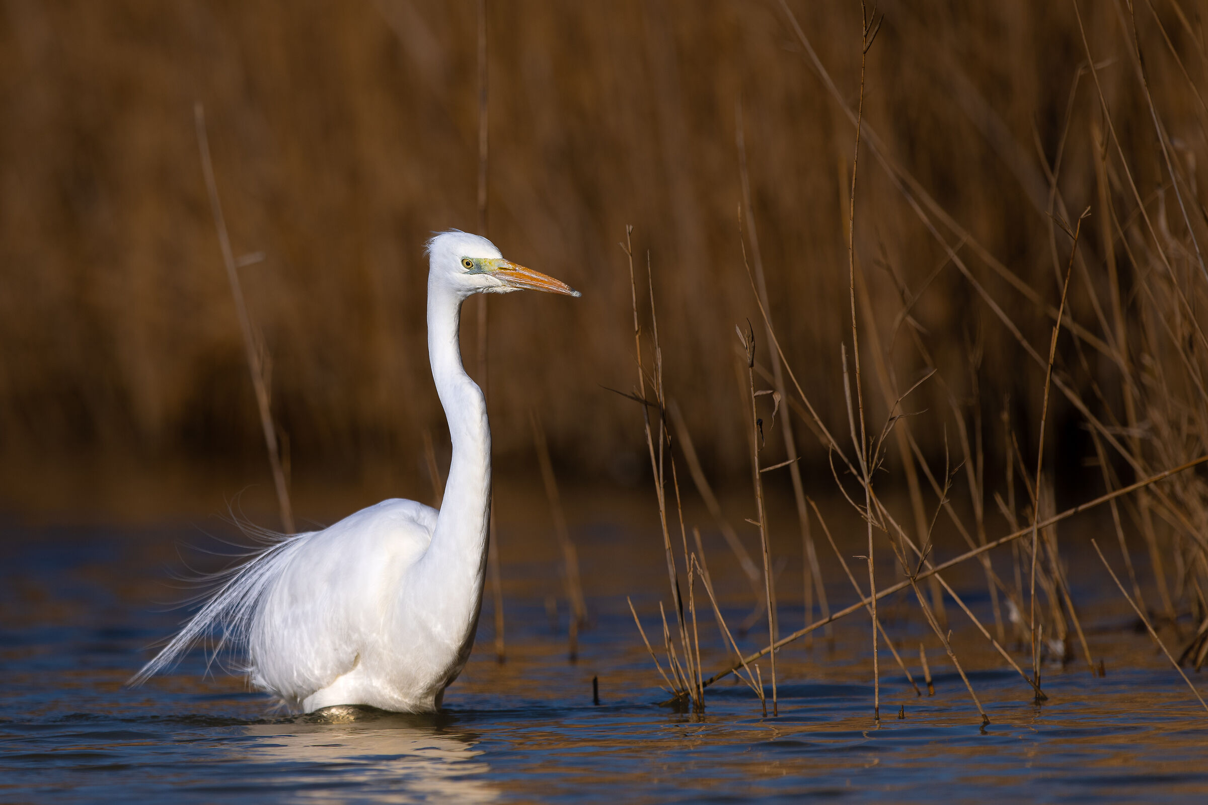 White Heron