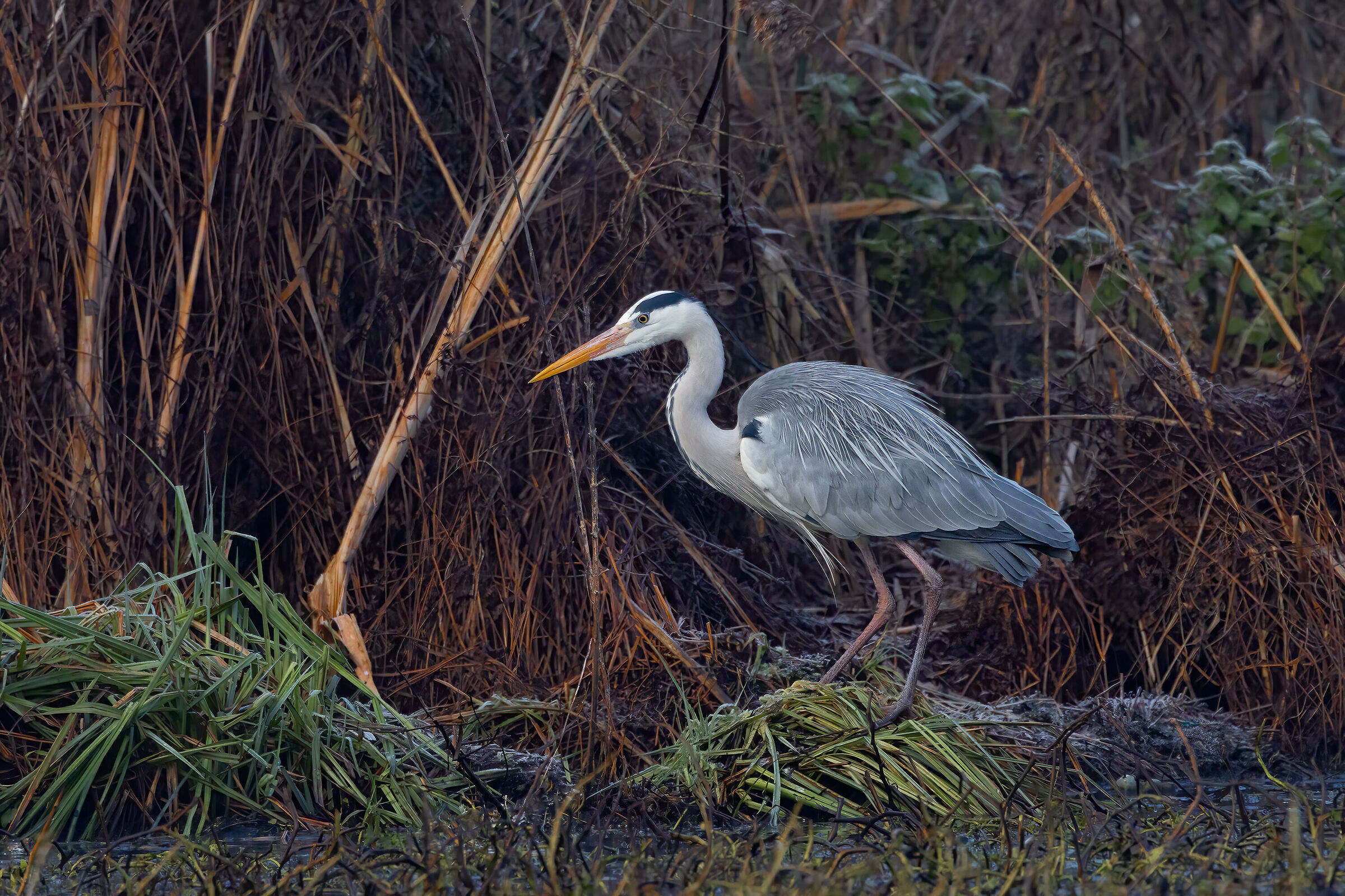 Incontri nel Parco del Mincio (mn)