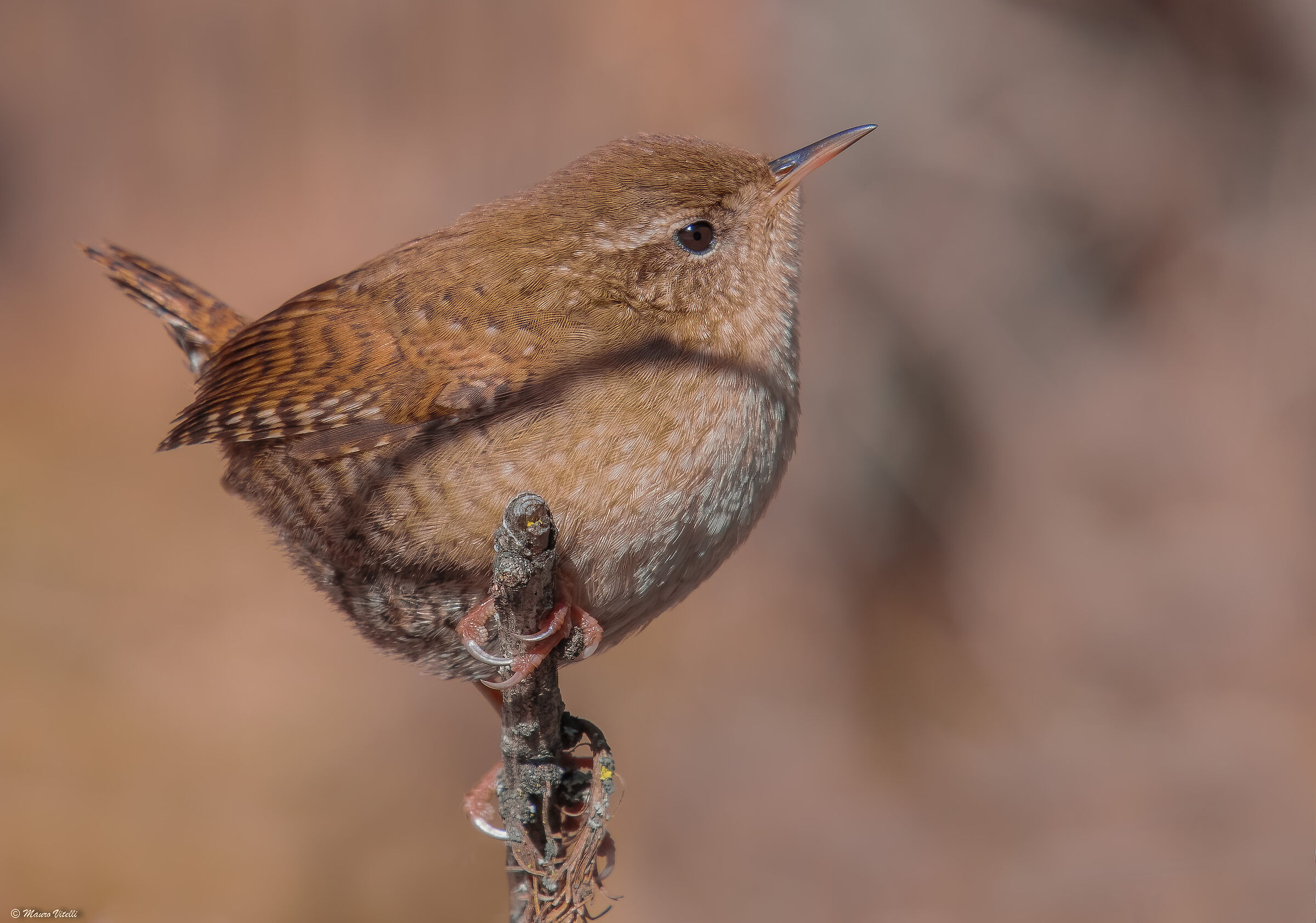 Wren (Troglodytes troglodytes)