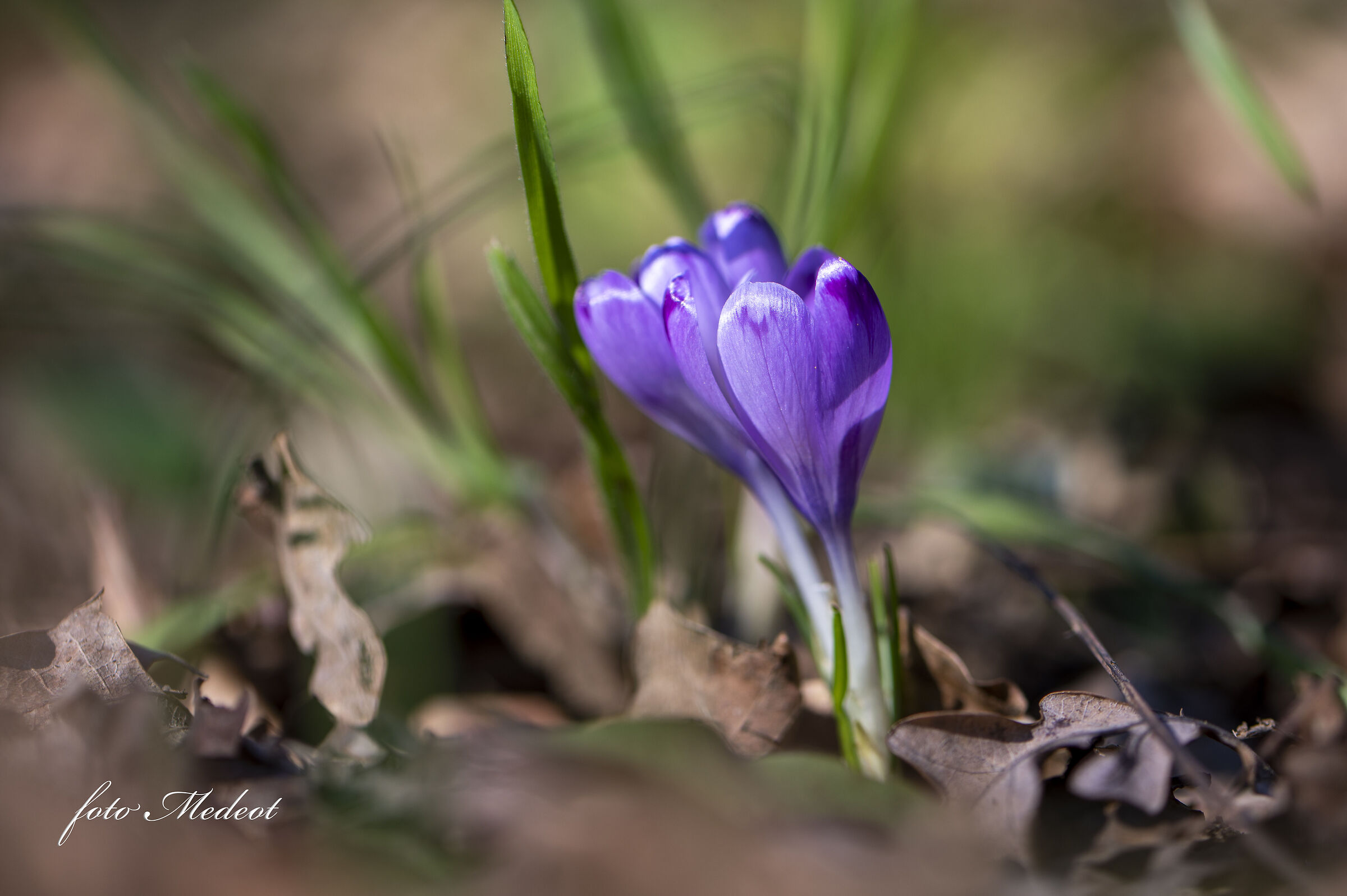 Primi Crocus
