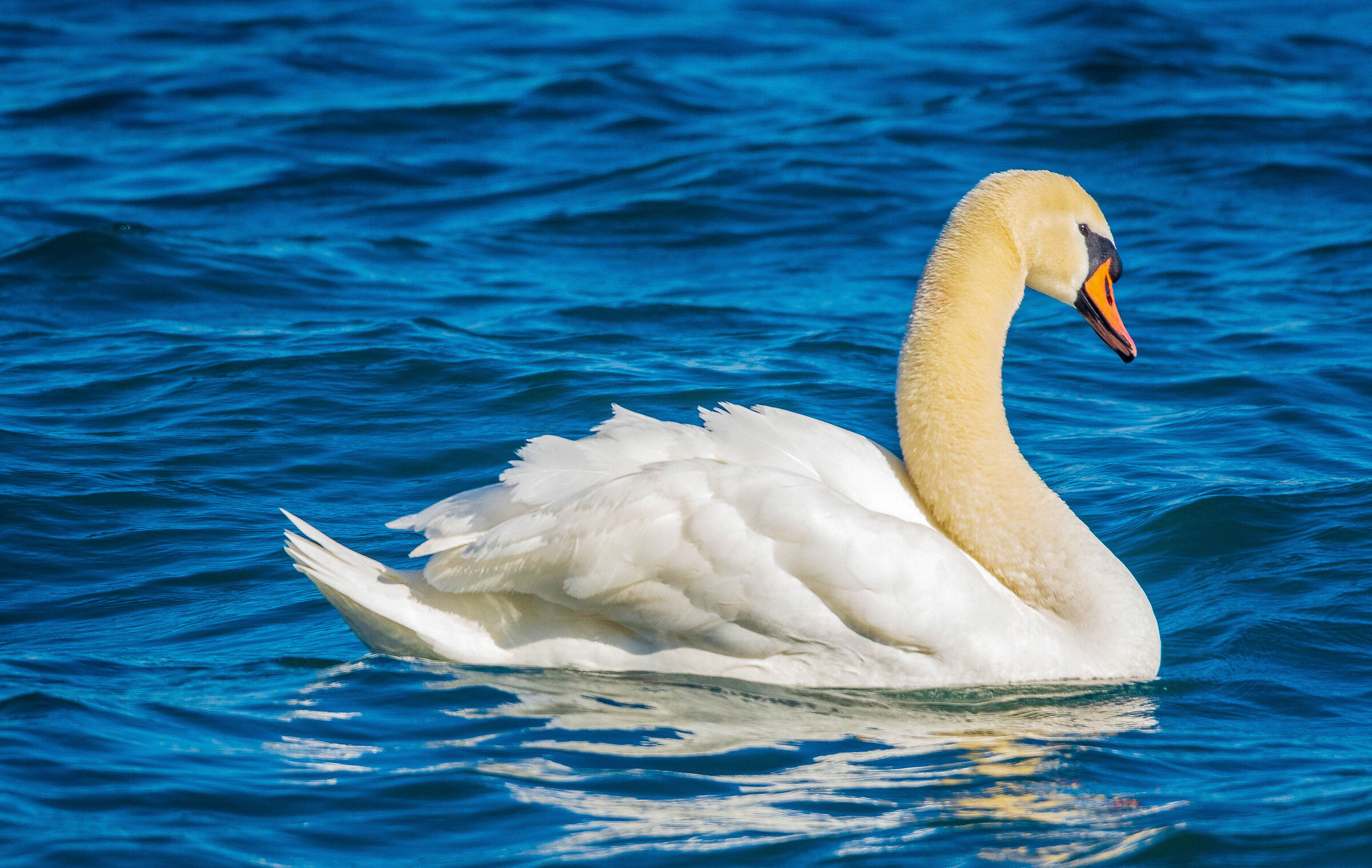 Cigno sul lago di Bracciano