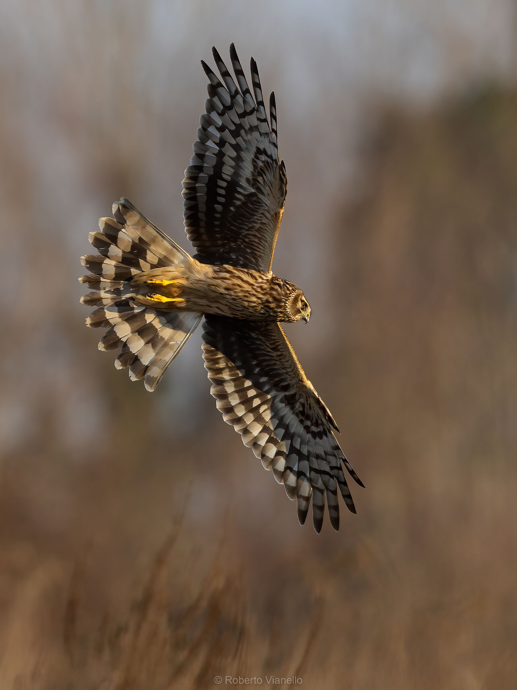 Albanella reale femmina (Circus cyaneus)