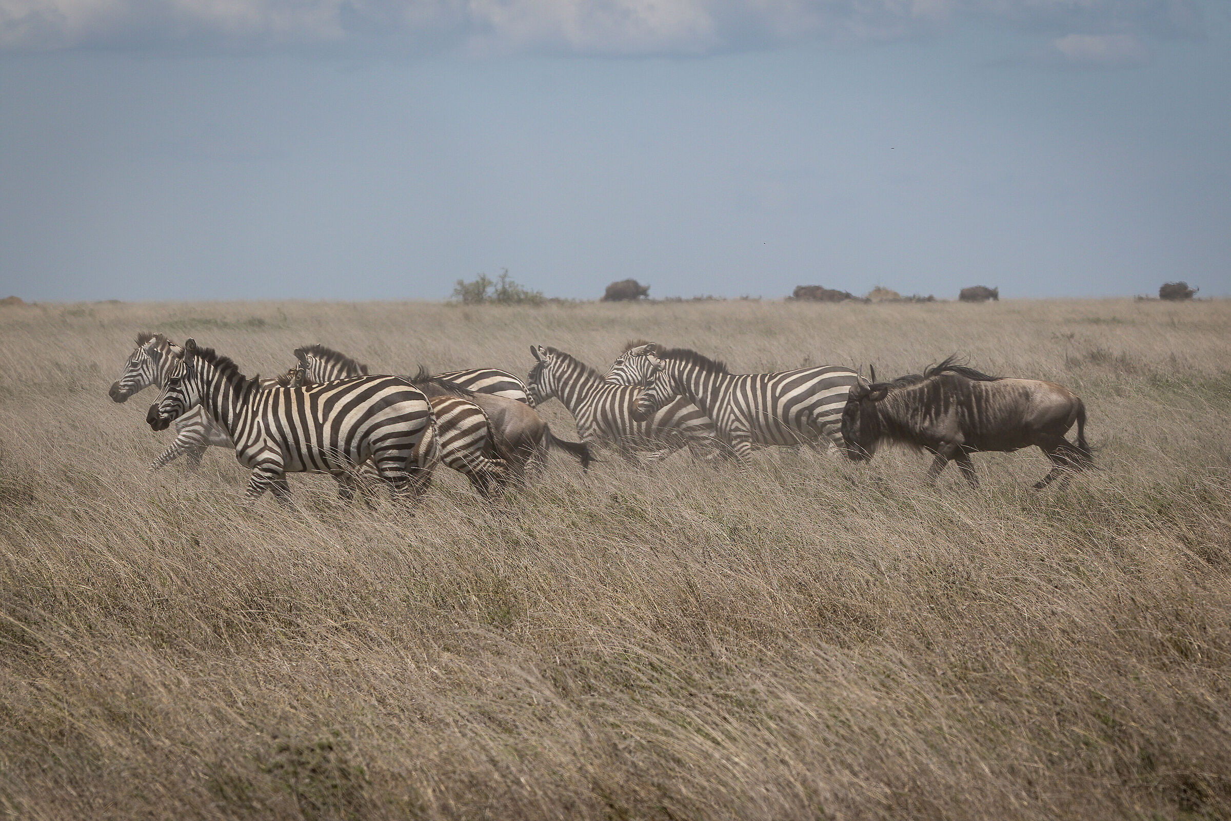 The Great Winter Migration - Tanzania Serengeti NP