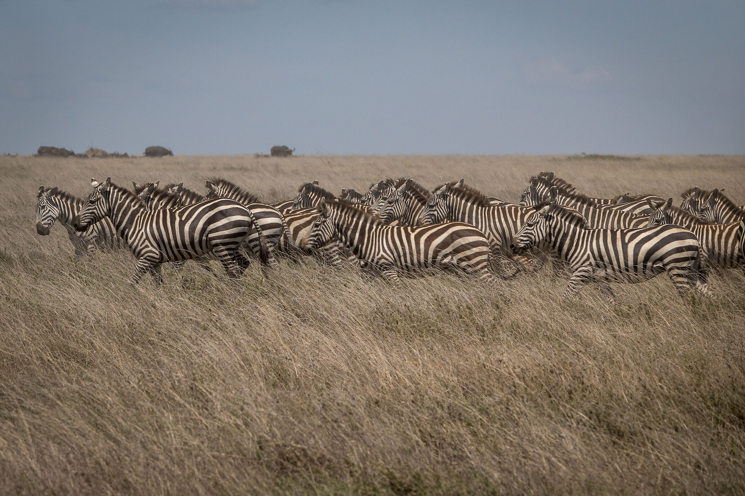 The Great Winter Migration - Tanzania Serengeti NP