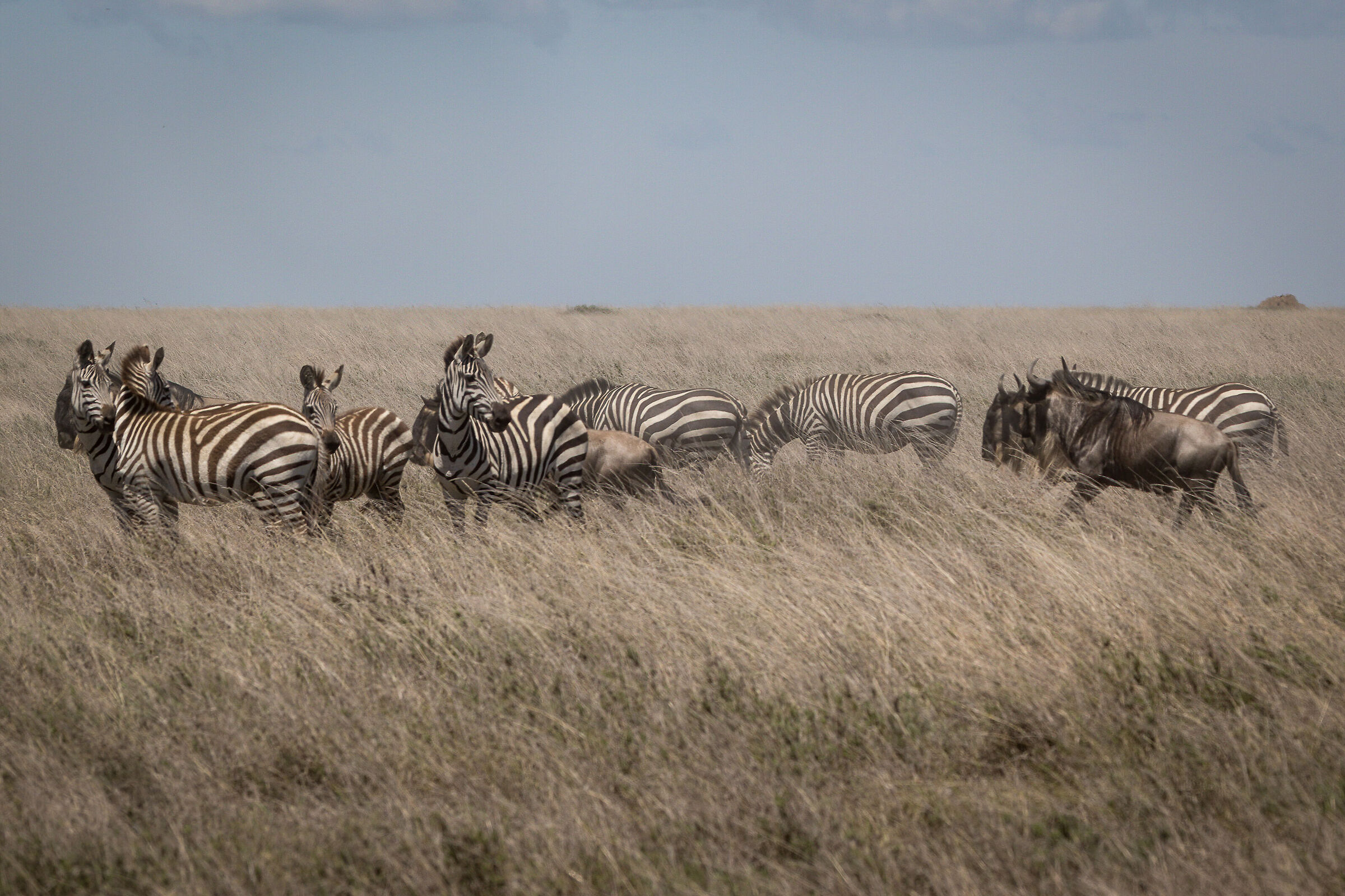 The Great Winter Migration - Tanzania Serengeti NP