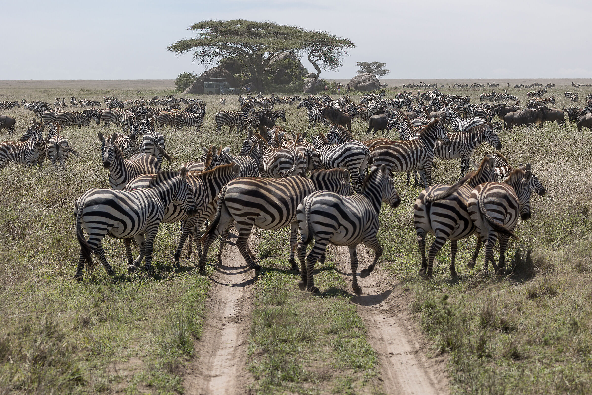 The Great Winter Migration - Tanzania Serengeti NP