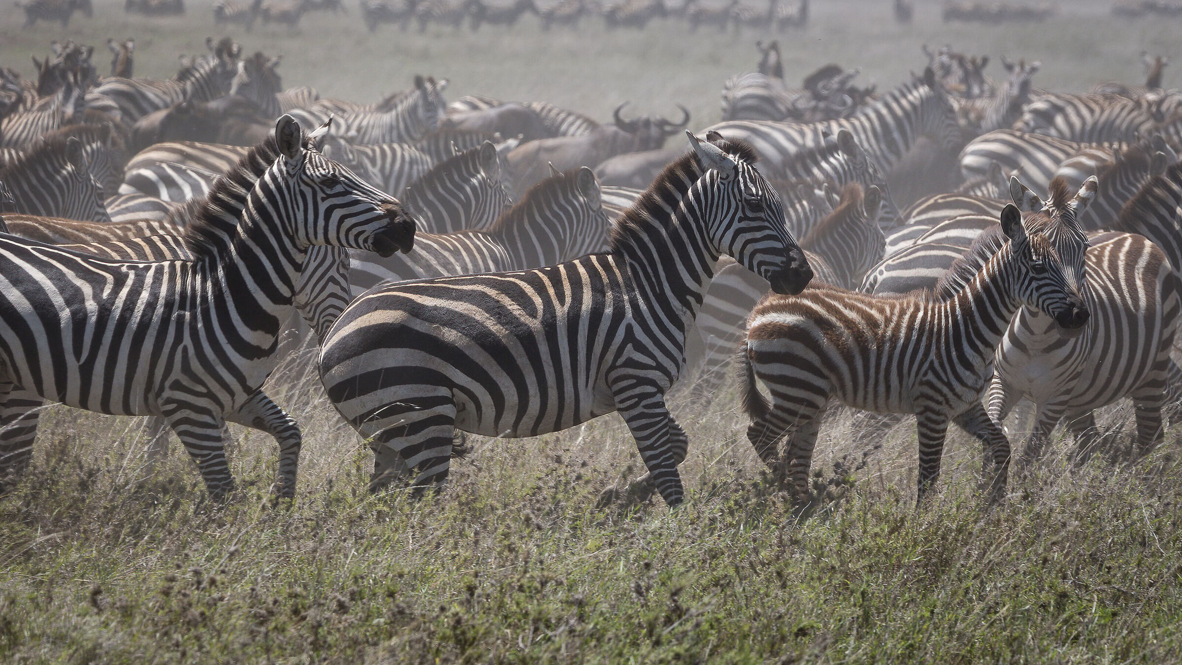 The Great Winter Migration - Tanzania Serengeti NP