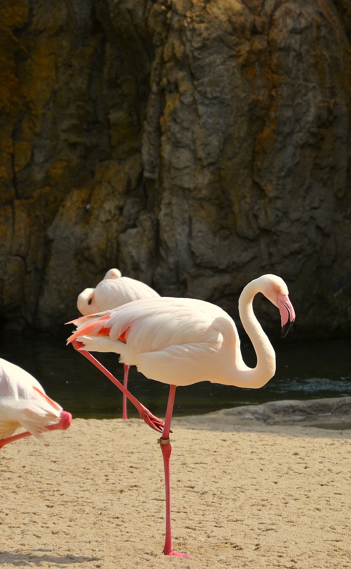 Fenicottero al BioParco