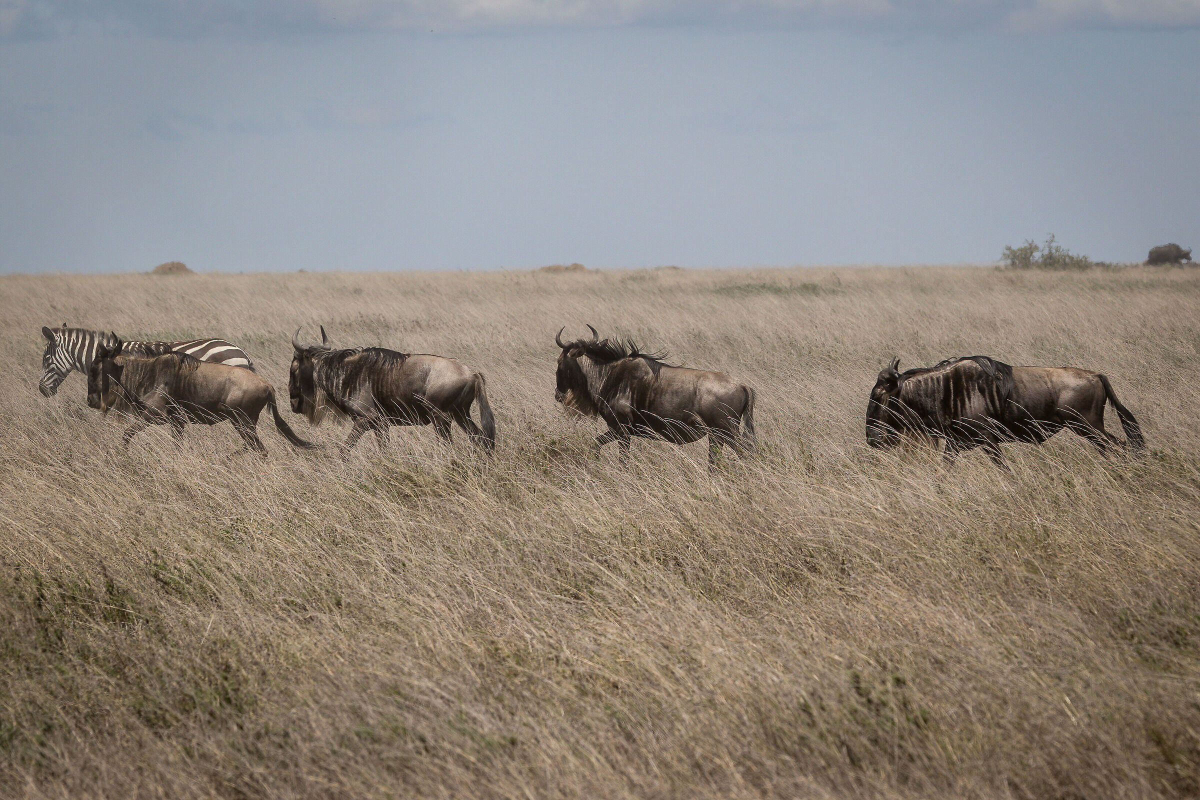 The Great Winter Migration - Tanzania Serengeti NP