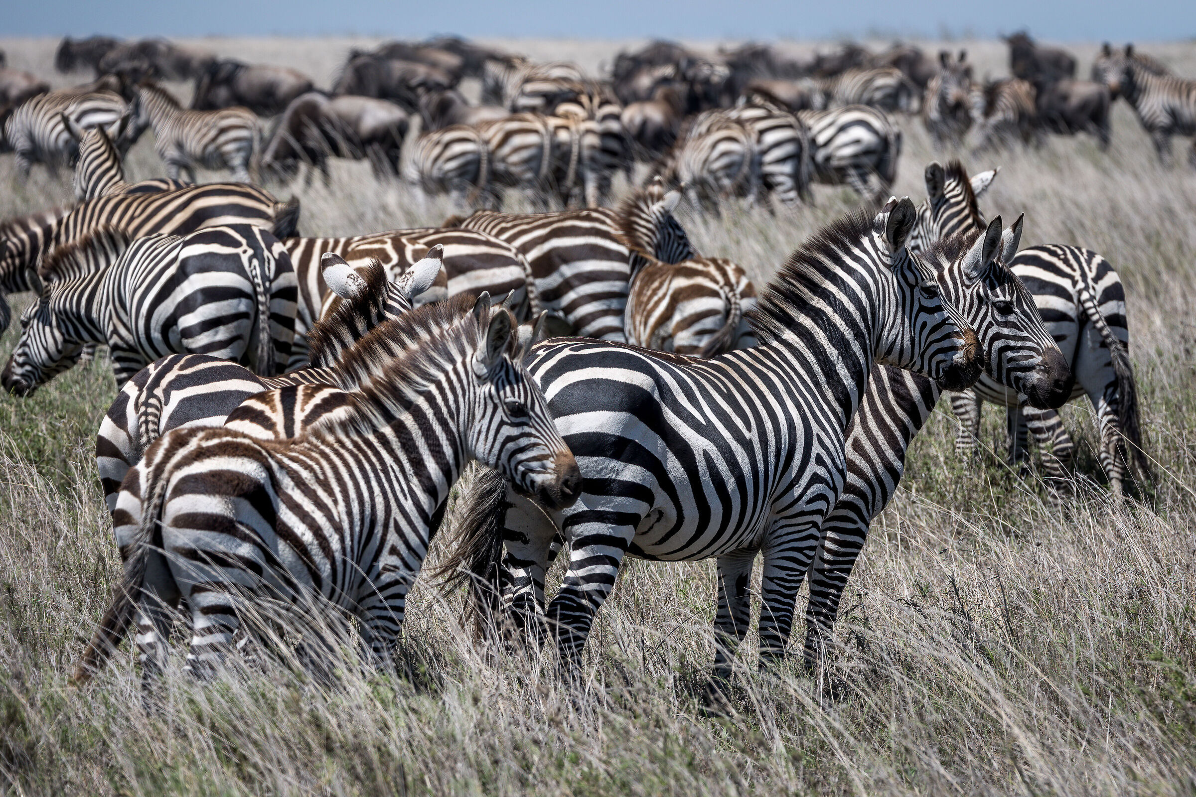The Great Winter Migration - Tanzania Serengeti NP