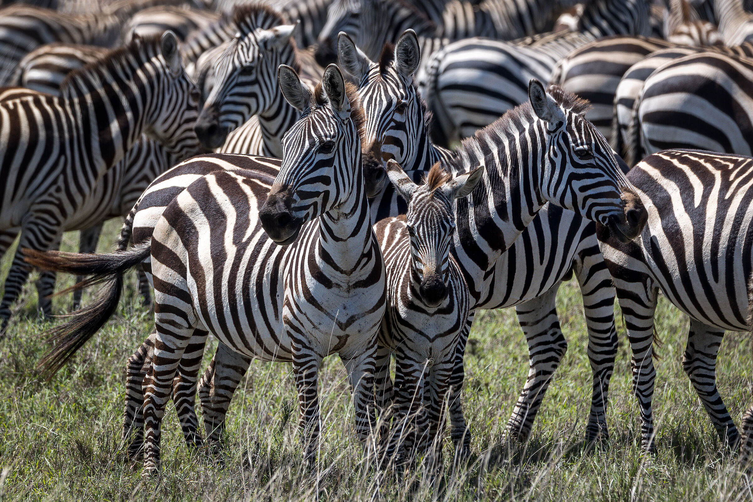 The Great Winter Migration - Tanzania Serengeti NP