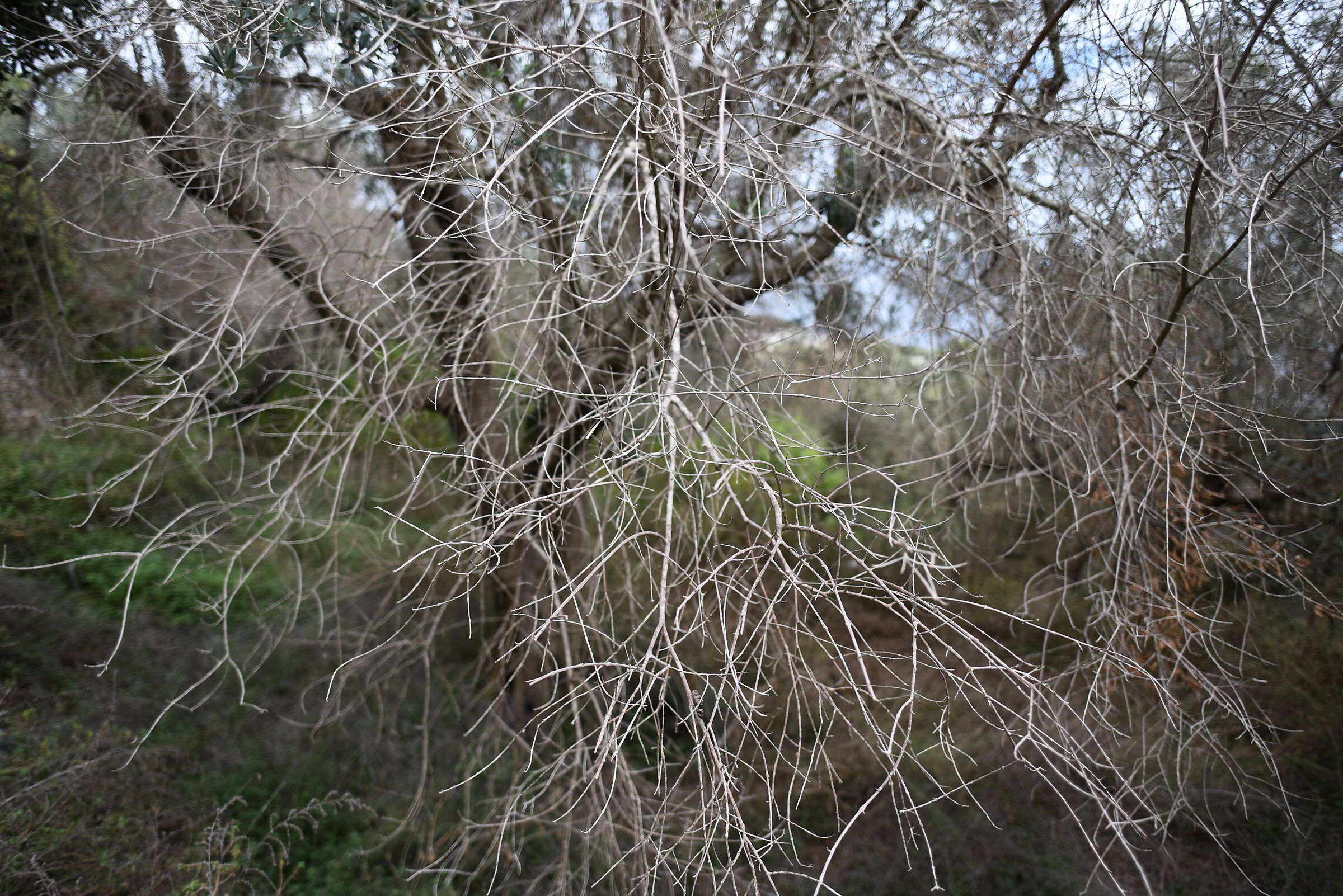 " F. 2 ", 1/ 1.0 0 0, ISO 125- Otua Zeis 28, 1.4- ...