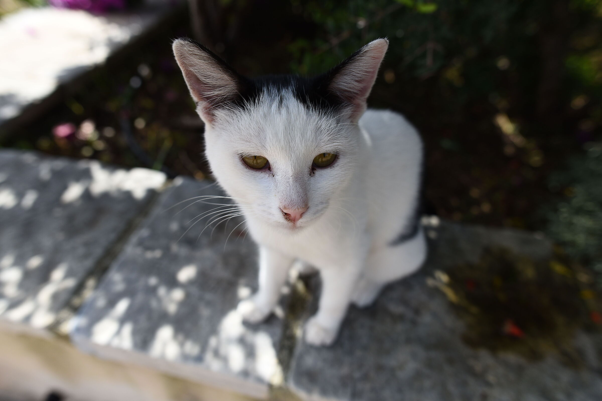 " F. 3.3 ", 1/ 4.0 0 0, ISO 500- Otus Zeiss 28, 1....