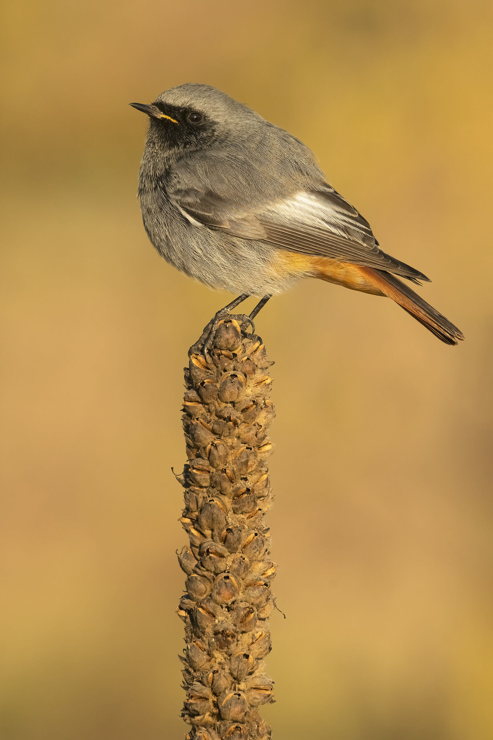 Black redstart