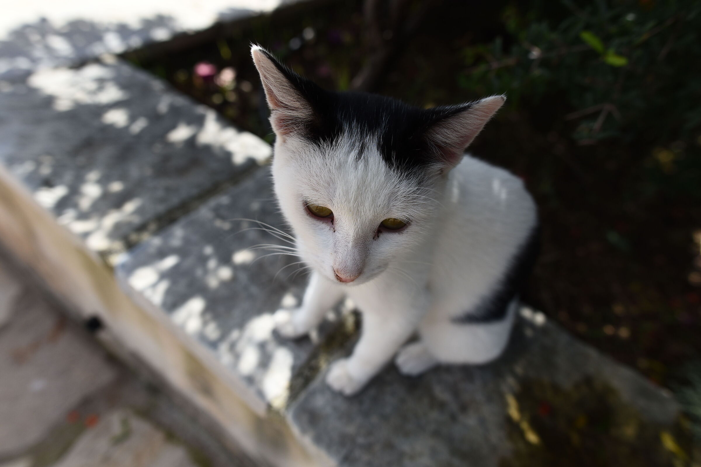 " F. 3.3 ", 1/ 4.0 0 0, ISO 500- Otus Zeiss 28, 1....