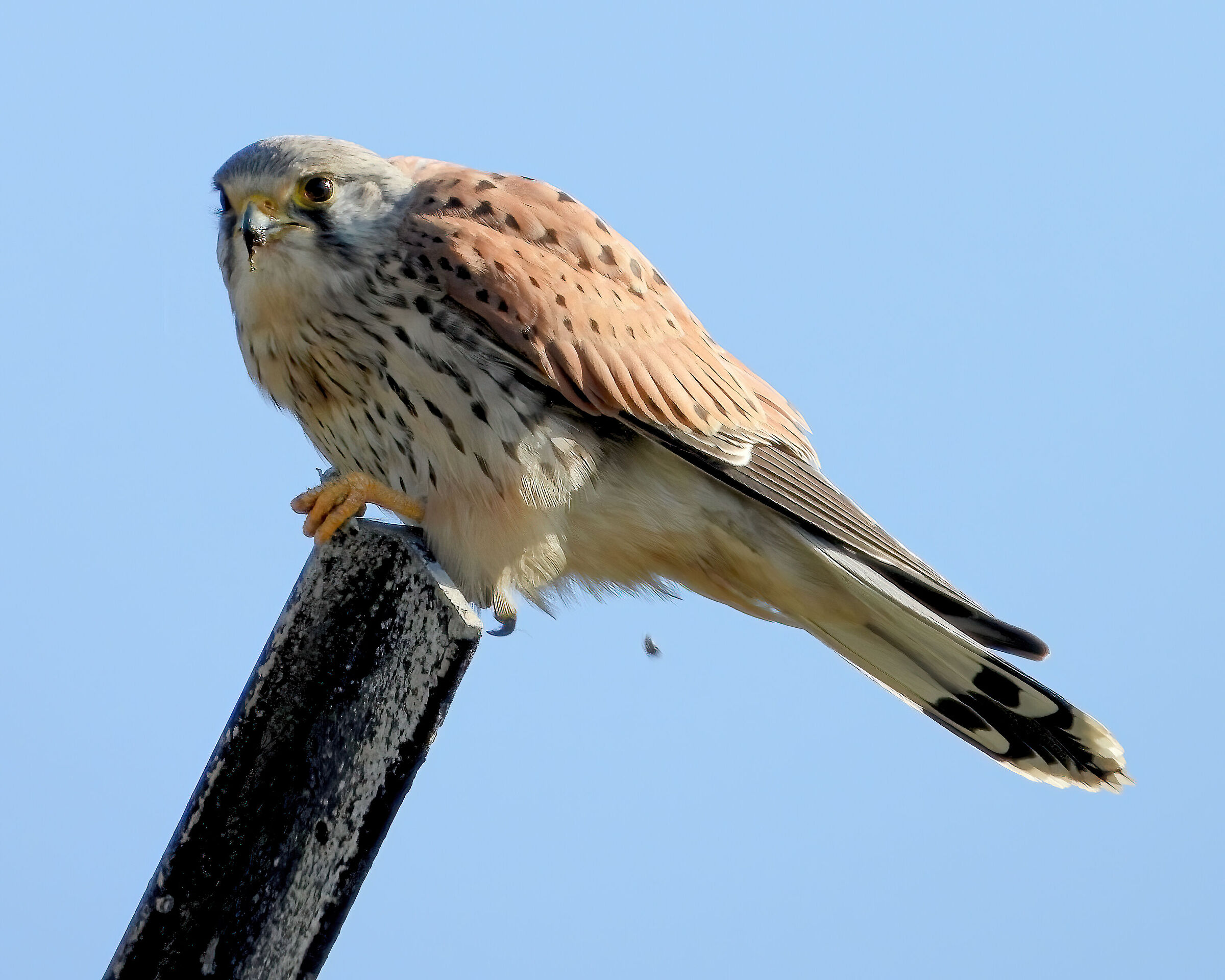 Kestrel