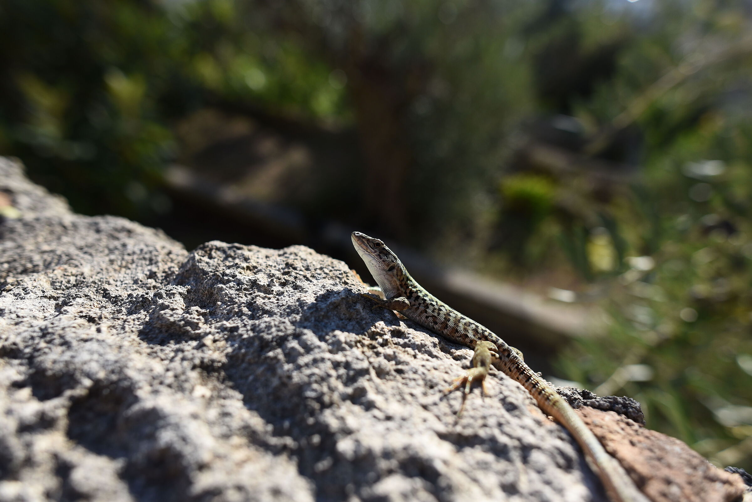 " F. 3.3 ", 1/ 4.0 0 0, ISO 500- Otus Zeiss 28, 1....