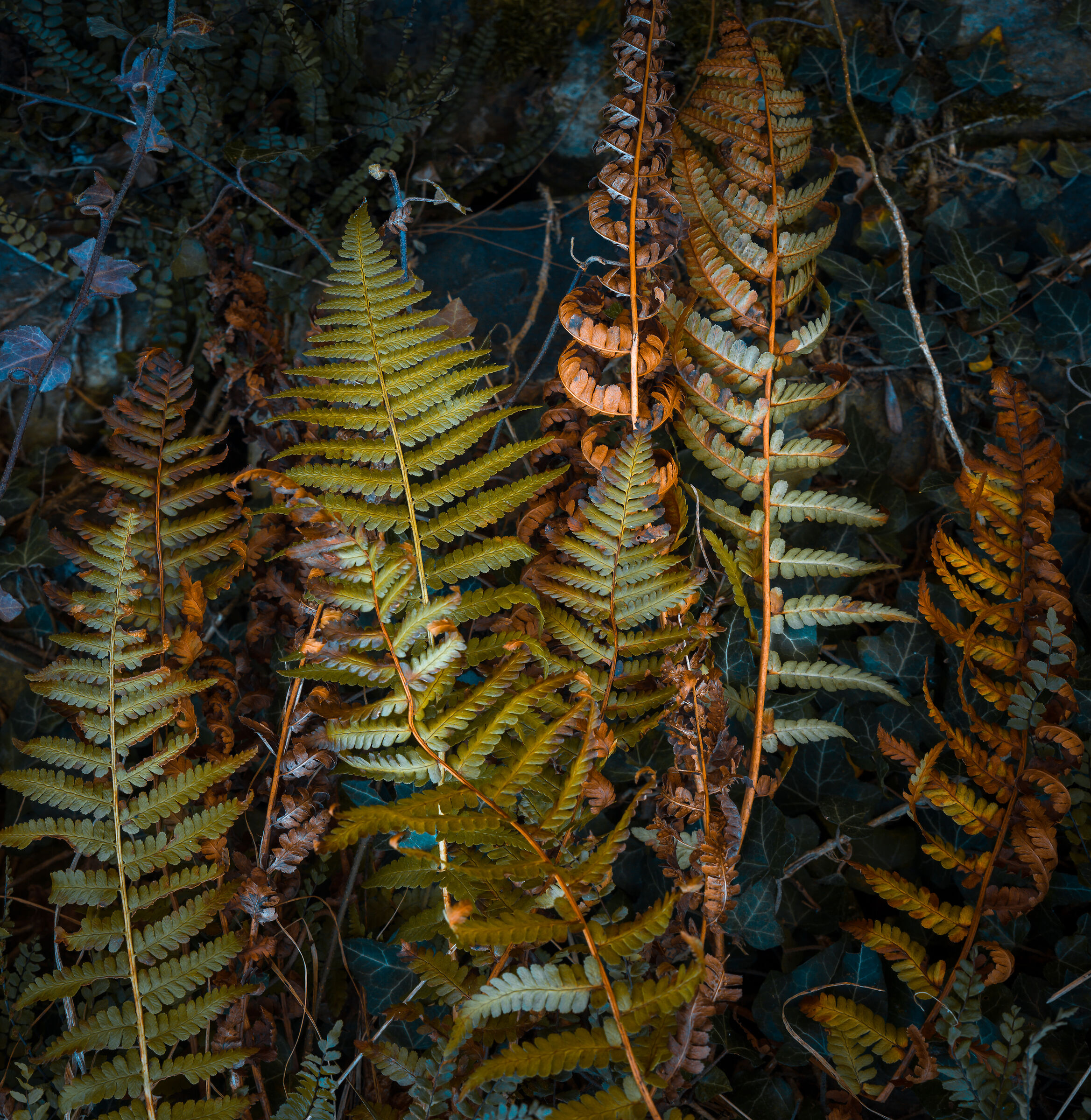 Stories of ferns