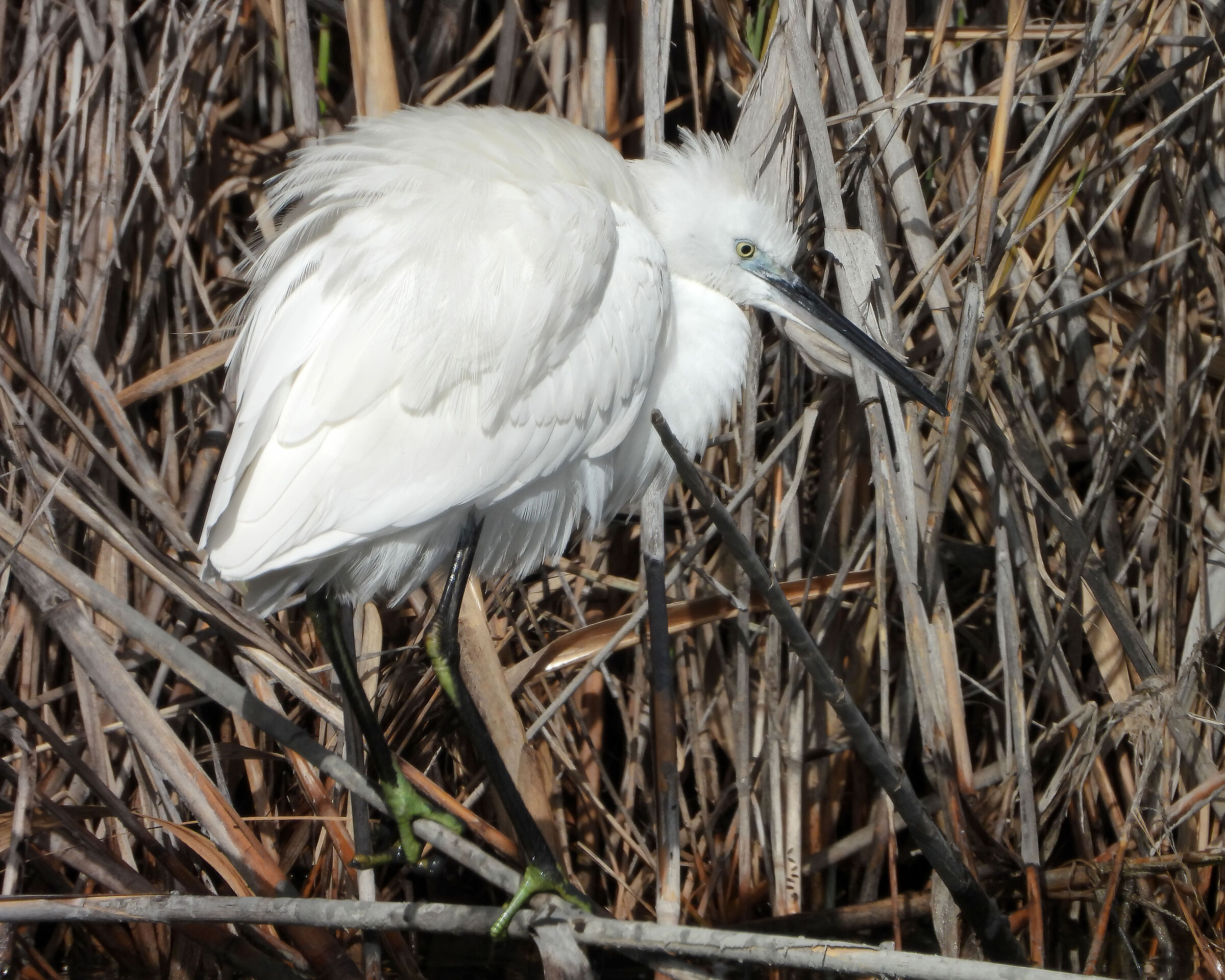Egret