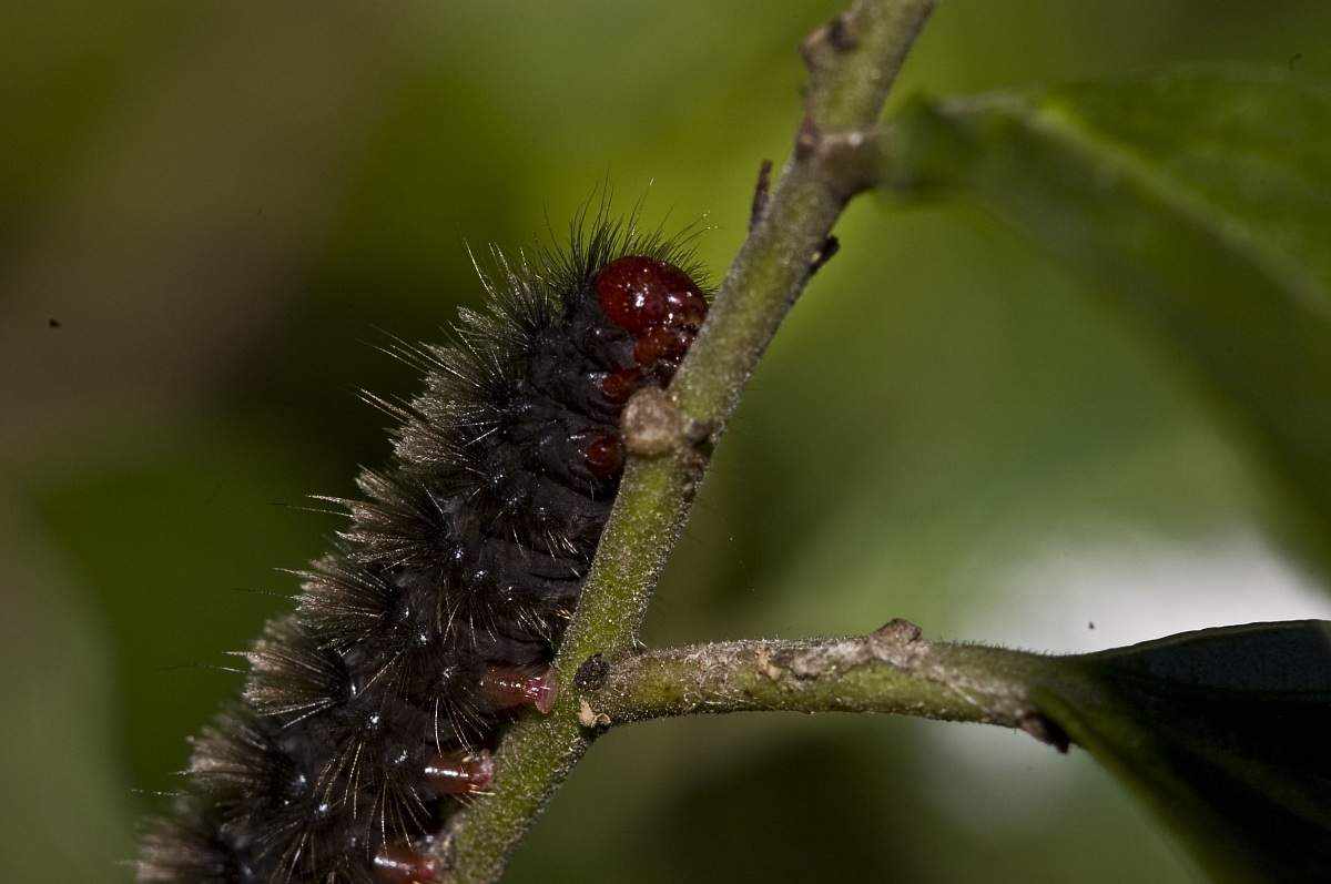 Caterpillar 2