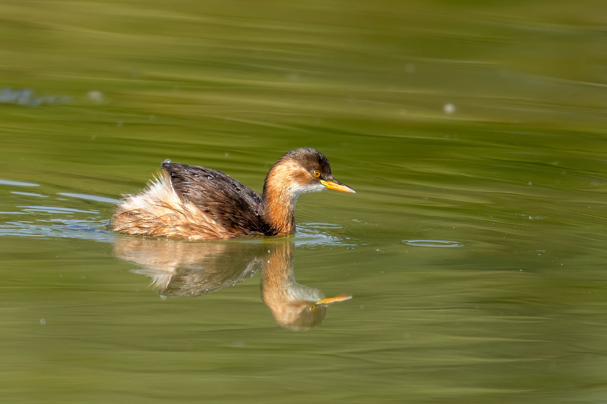Tachybaptus ruficollis (Dipper) reflections